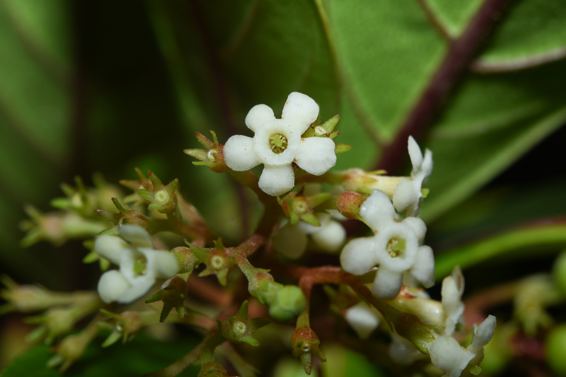 Rondeletia parviflora Poir. - Photo Bivouac Naturaliste