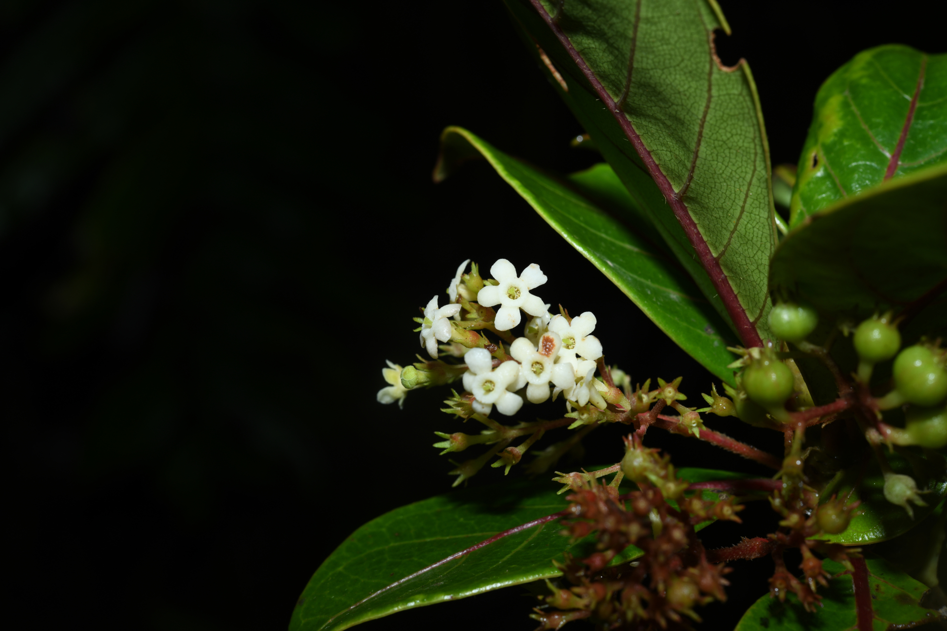 Rondeletia parviflora Poir. - Photo Bivouac Naturaliste