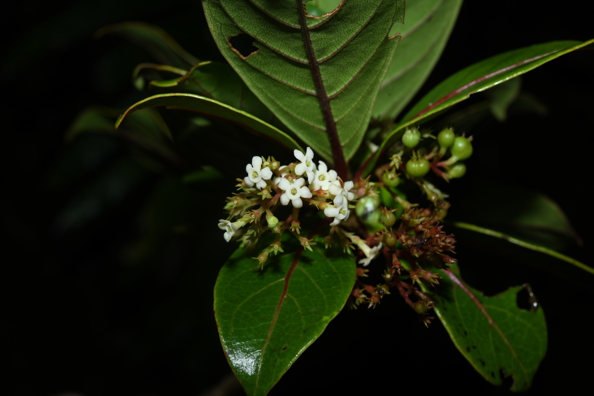 Rondeletia parviflora Poir. - Photo Bivouac Naturaliste