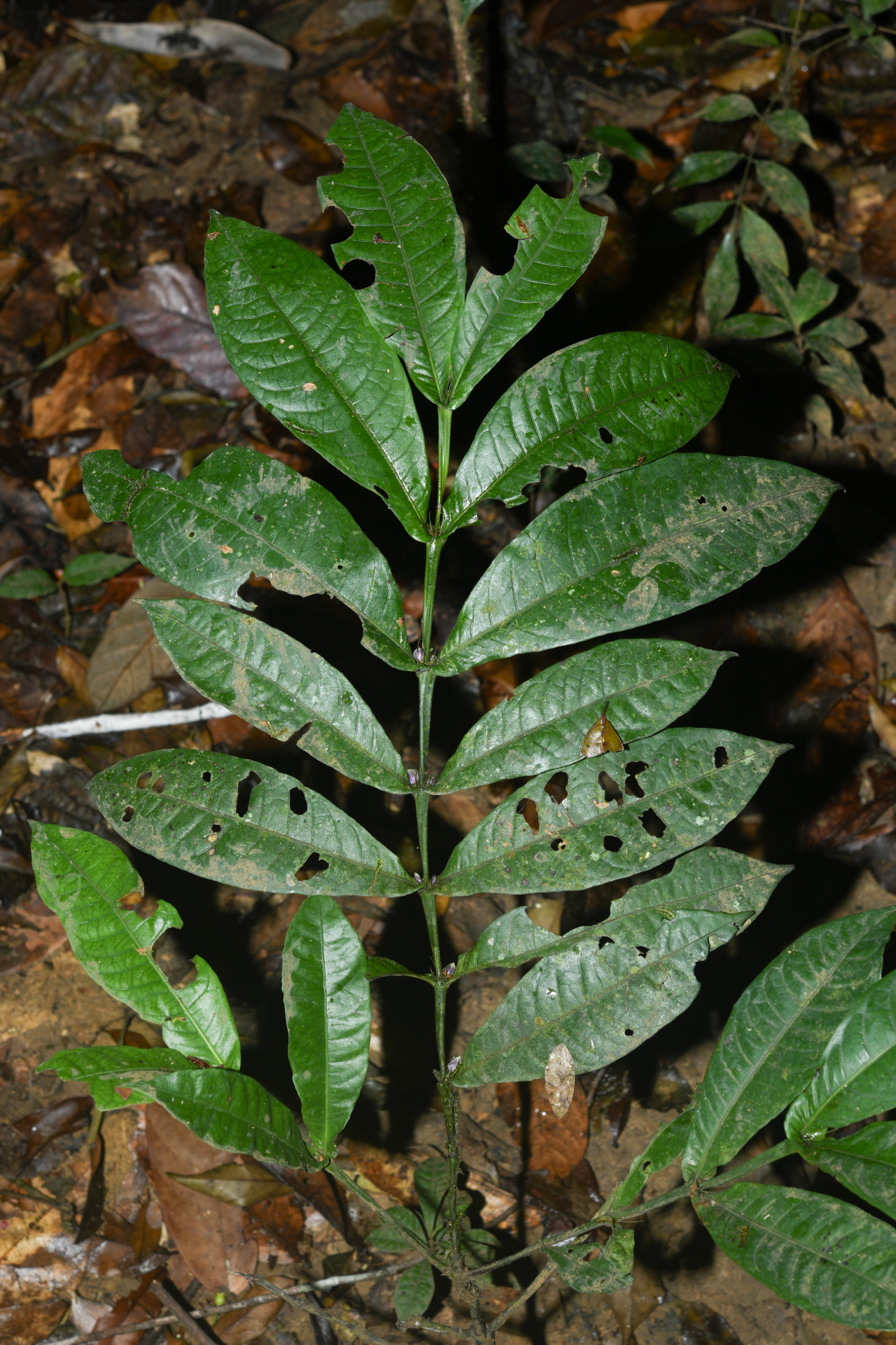 Faramea irwinii Steyerm. - Photo Bivouac Naturaliste