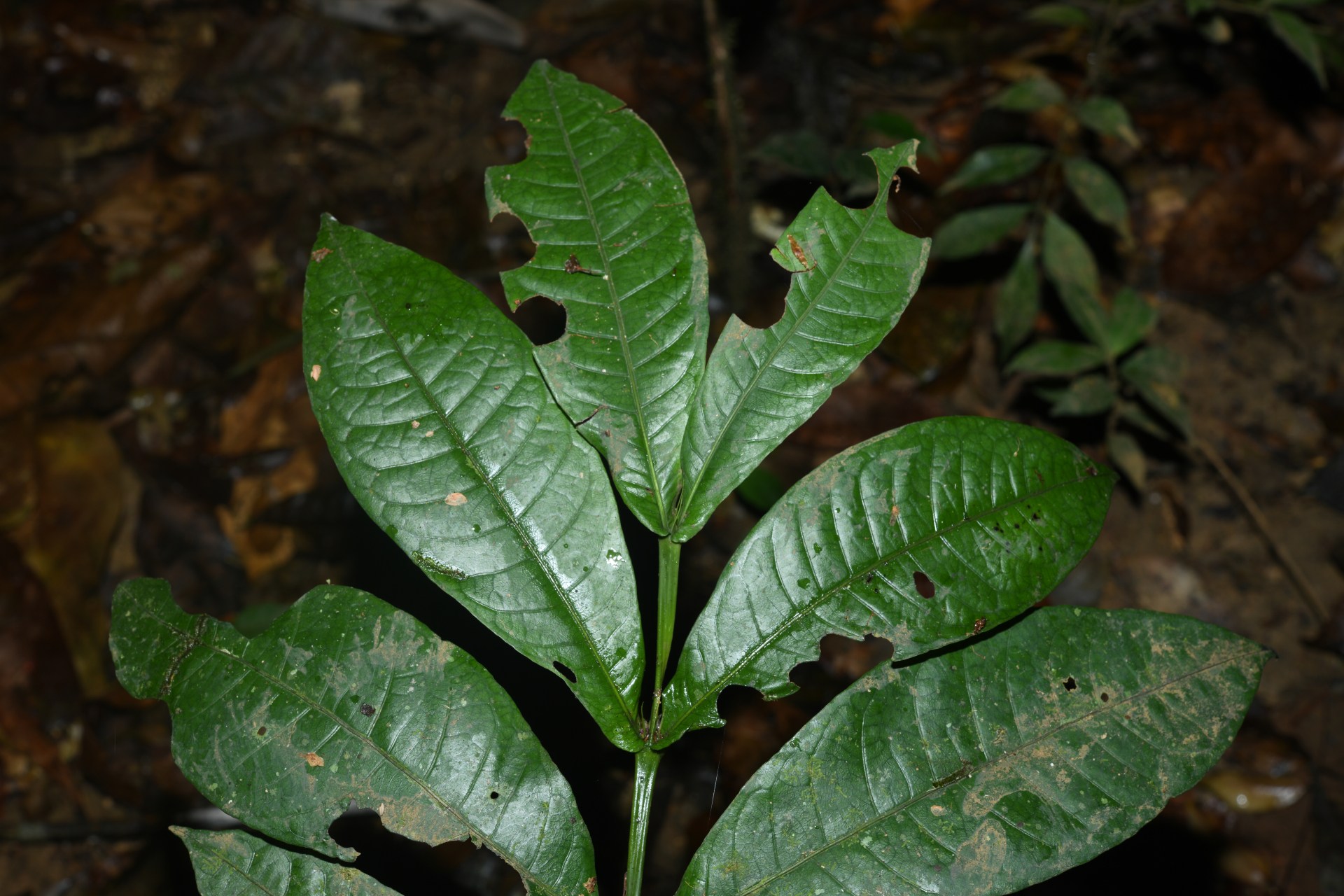 Faramea irwinii Steyerm. - Photo Bivouac Naturaliste
