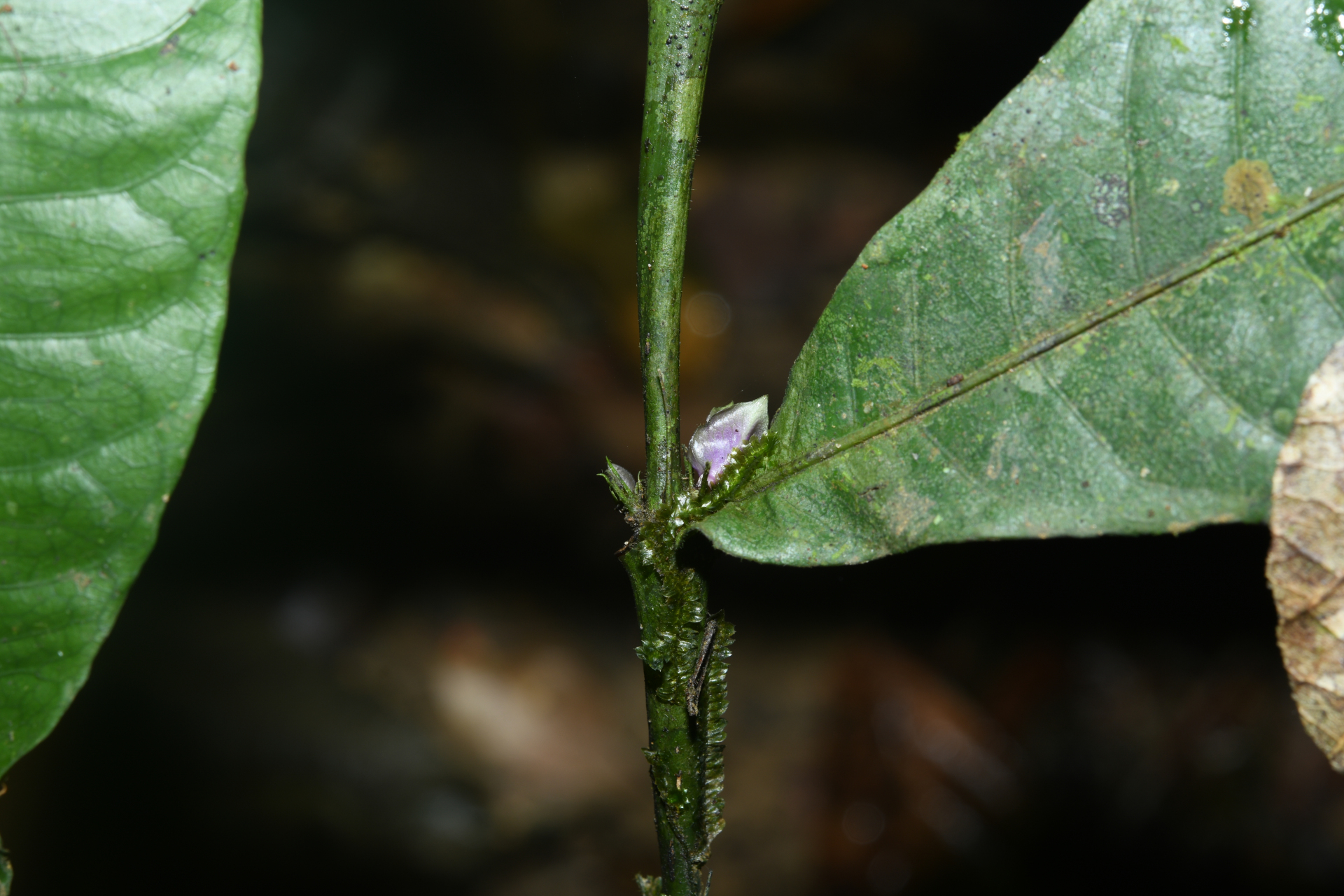 Faramea irwinii Steyerm. - Photo Bivouac Naturaliste