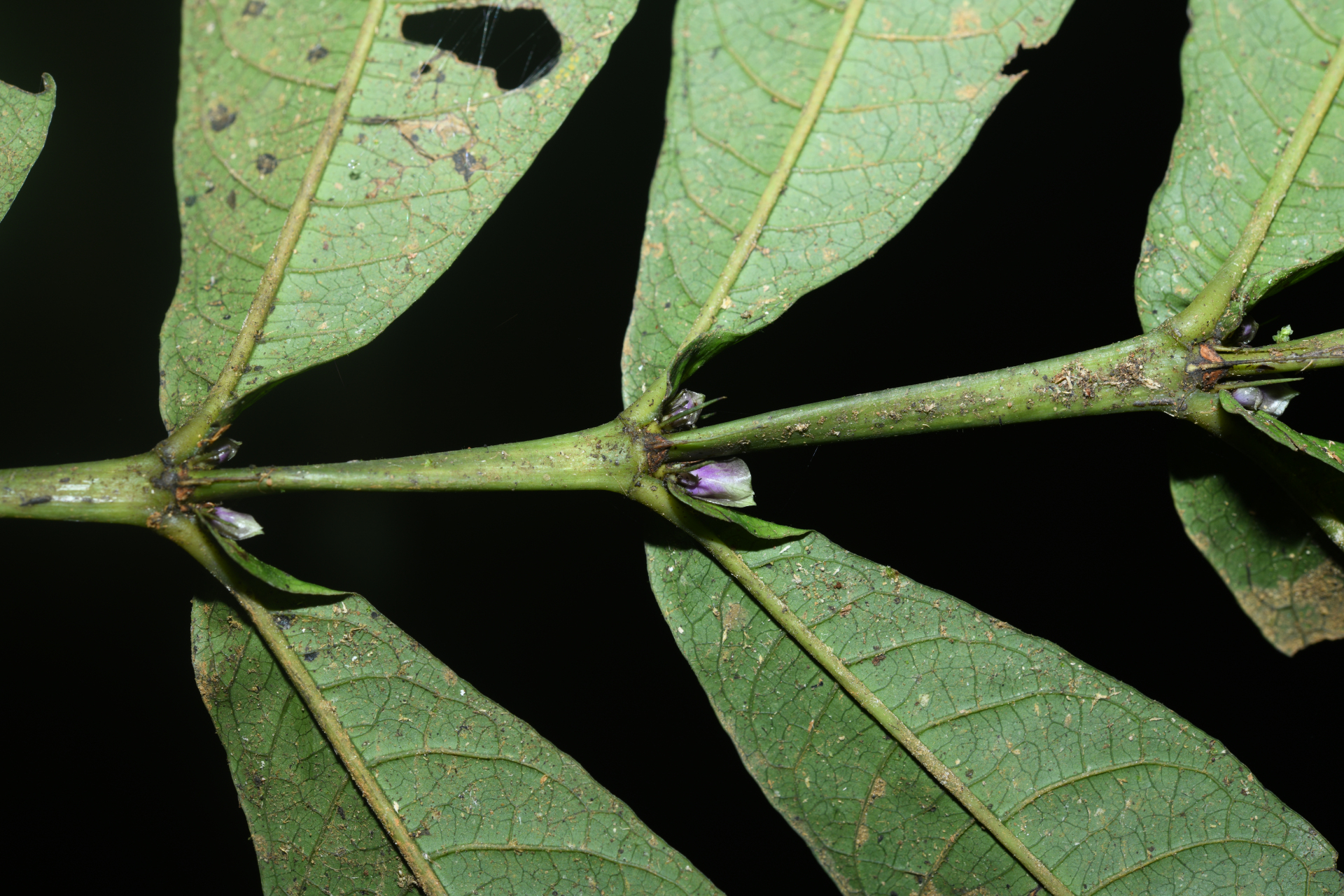Faramea irwinii Steyerm. - Photo Bivouac Naturaliste