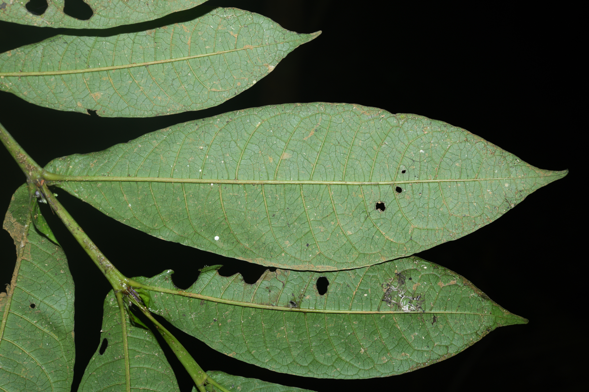 Faramea irwinii Steyerm. - Photo Bivouac Naturaliste