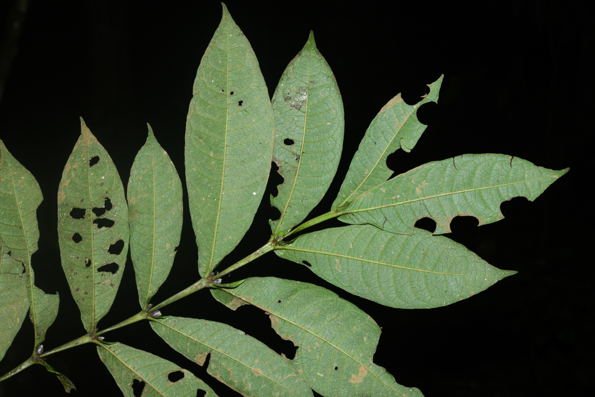 Faramea irwinii Steyerm. - Photo Bivouac Naturaliste