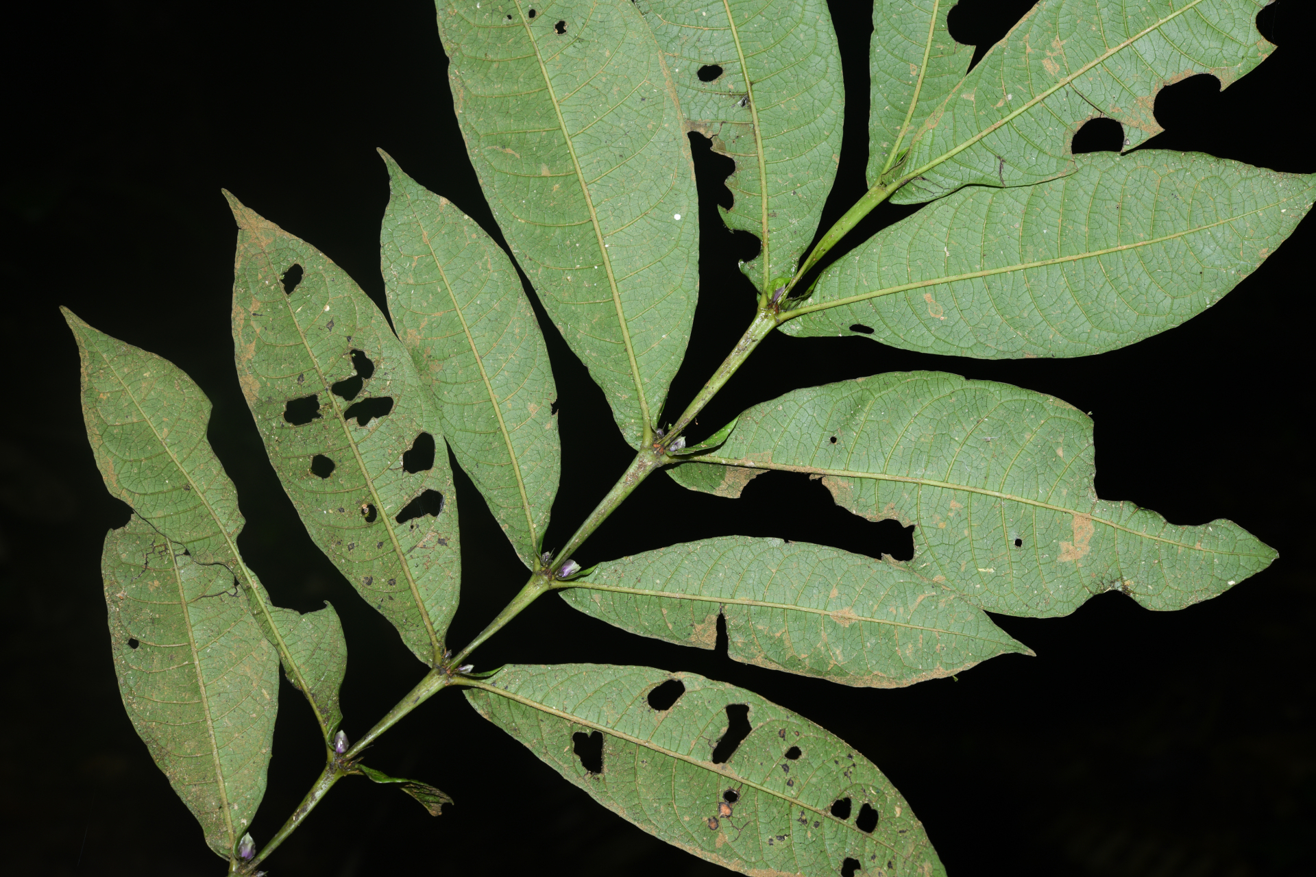 Faramea irwinii Steyerm. - Photo Bivouac Naturaliste