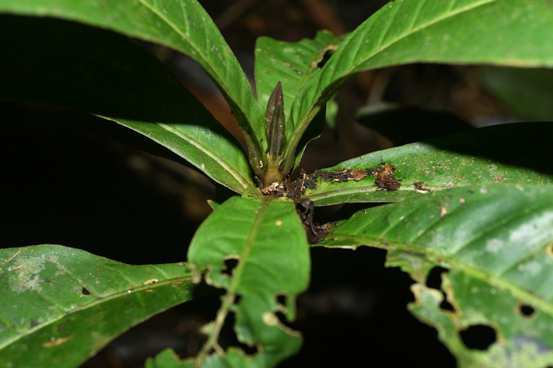 Faramea tinguana Müll.Arg. - Photo Bivouac Naturaliste