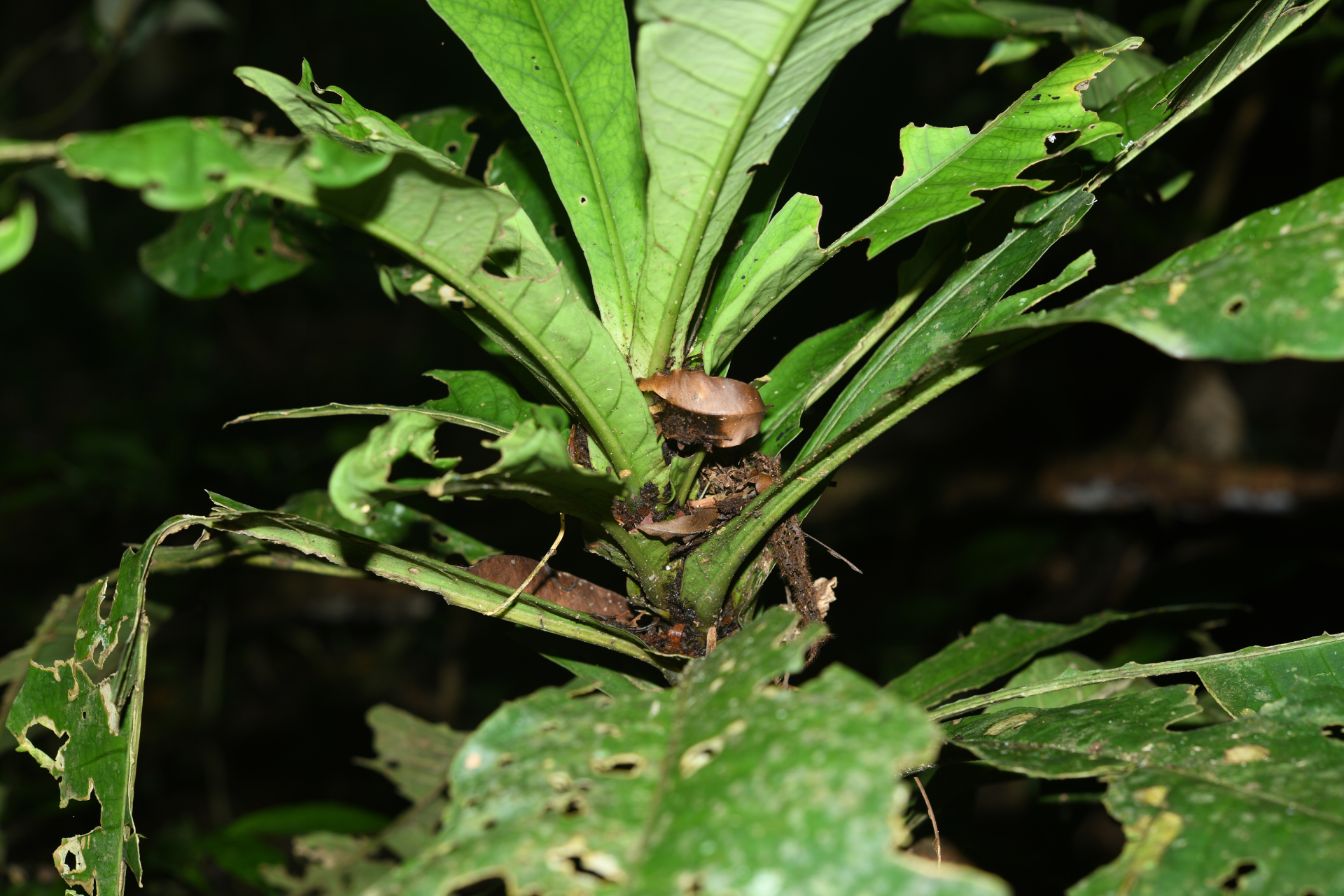 Faramea tinguana Müll.Arg. - Photo Bivouac Naturaliste