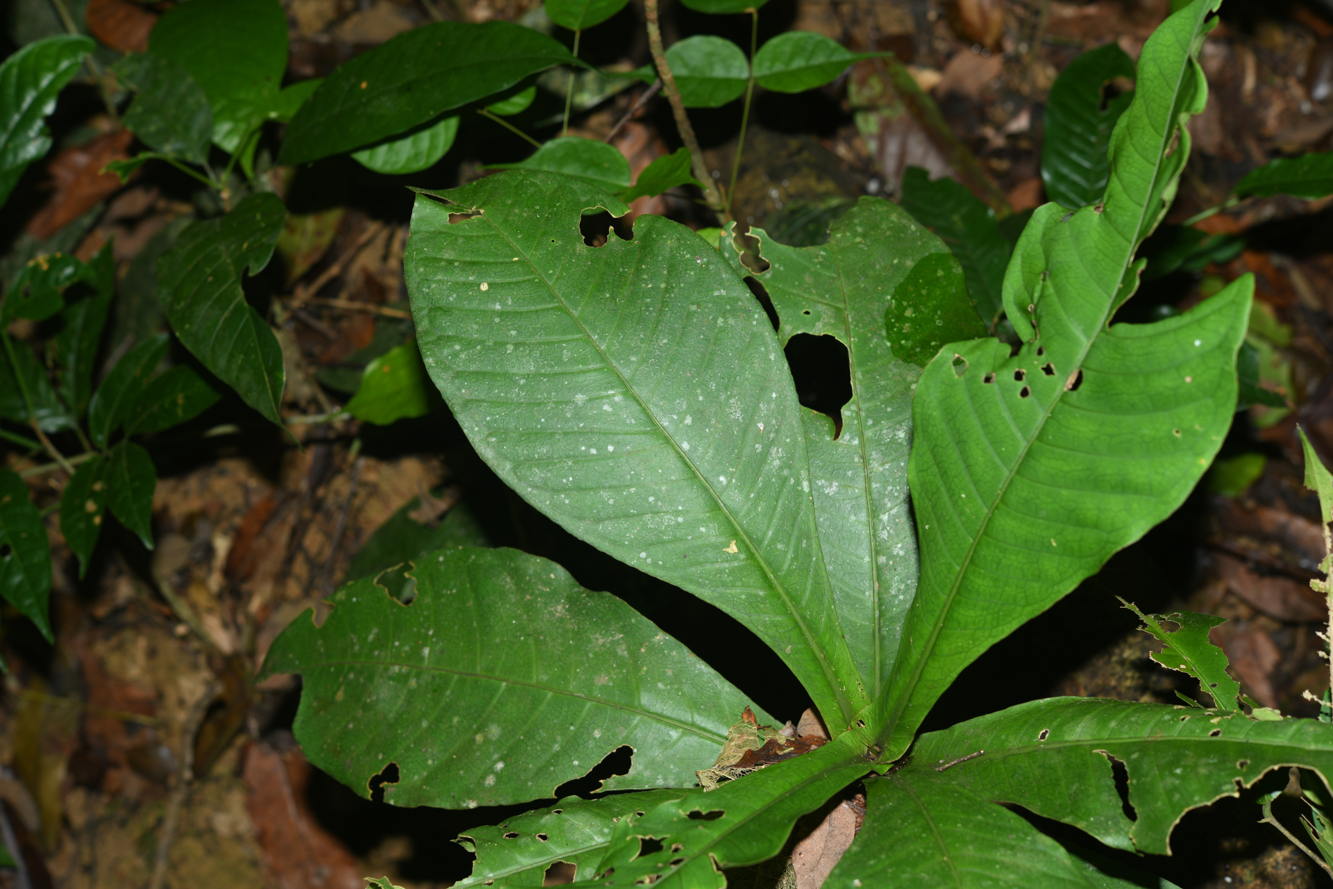 Faramea tinguana Müll.Arg. - Photo Bivouac Naturaliste