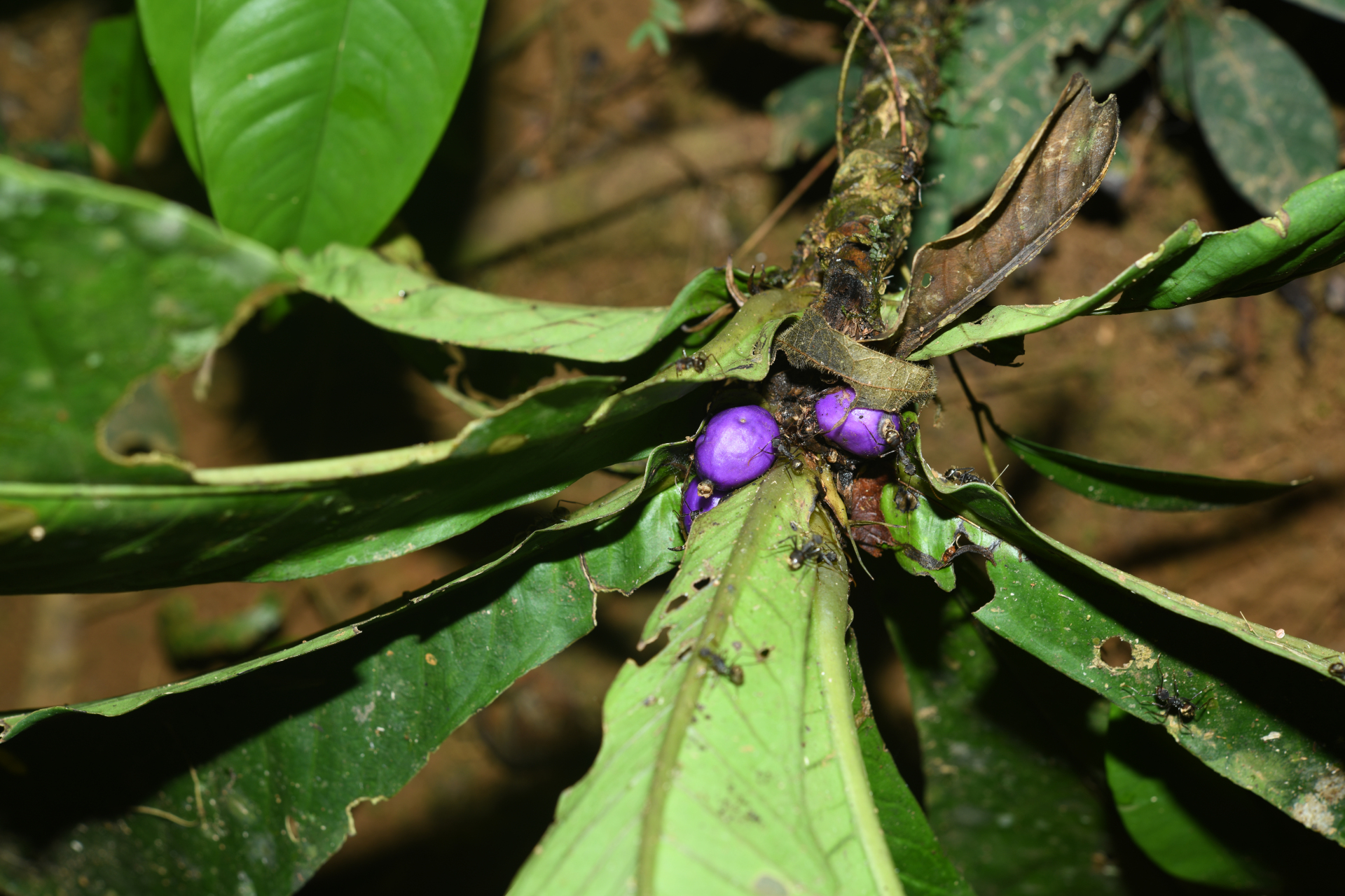 Faramea tinguana Müll.Arg. - Photo Bivouac Naturaliste