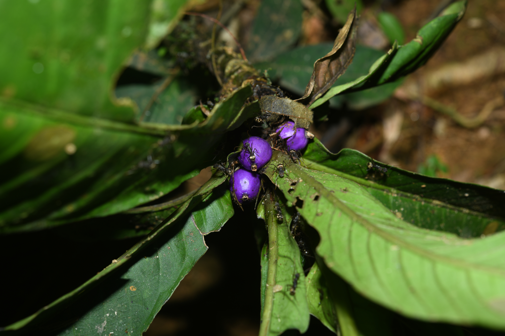 Faramea tinguana Müll.Arg. - Photo Bivouac Naturaliste