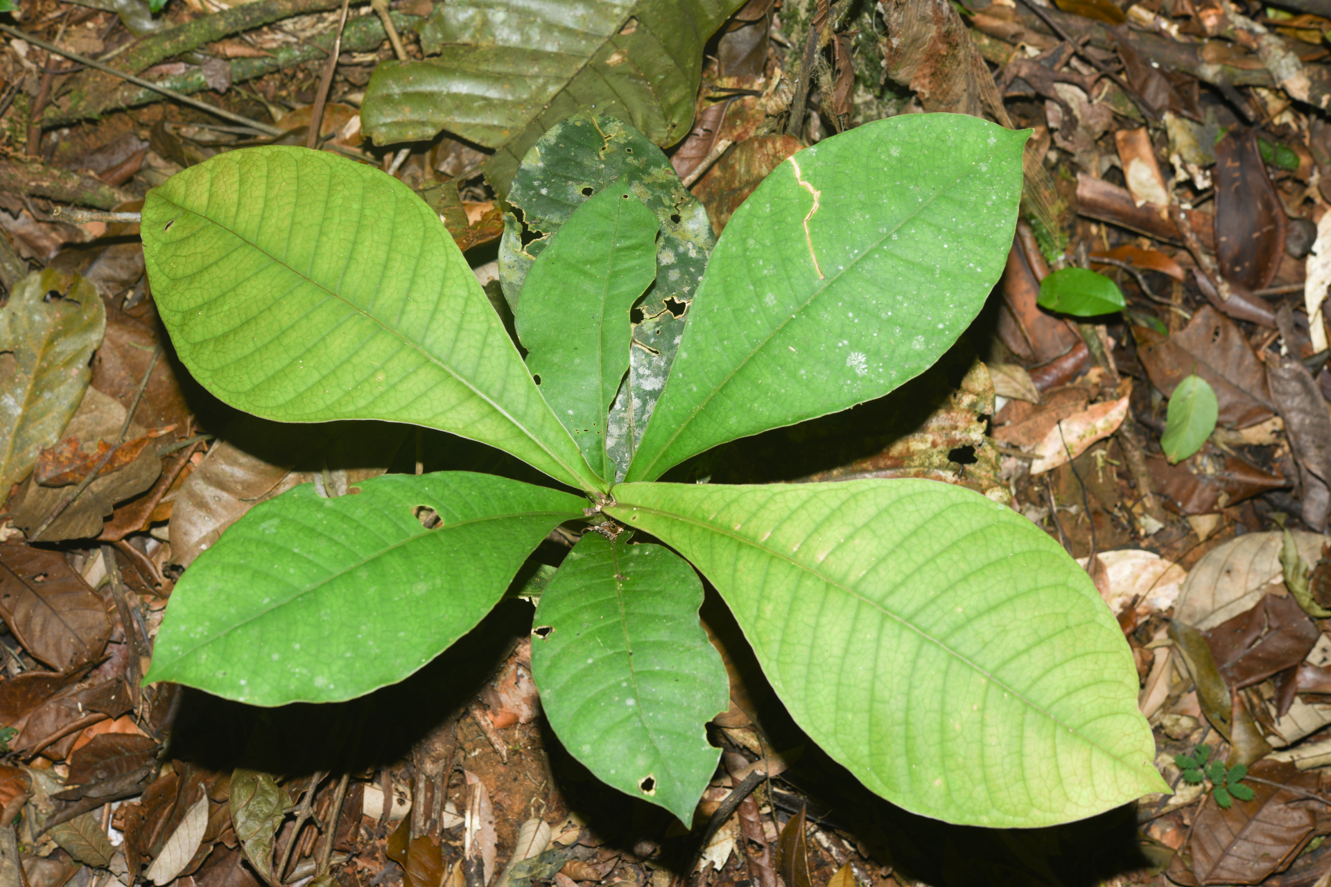 Faramea tinguana Müll.Arg. - Photo Bivouac Naturaliste