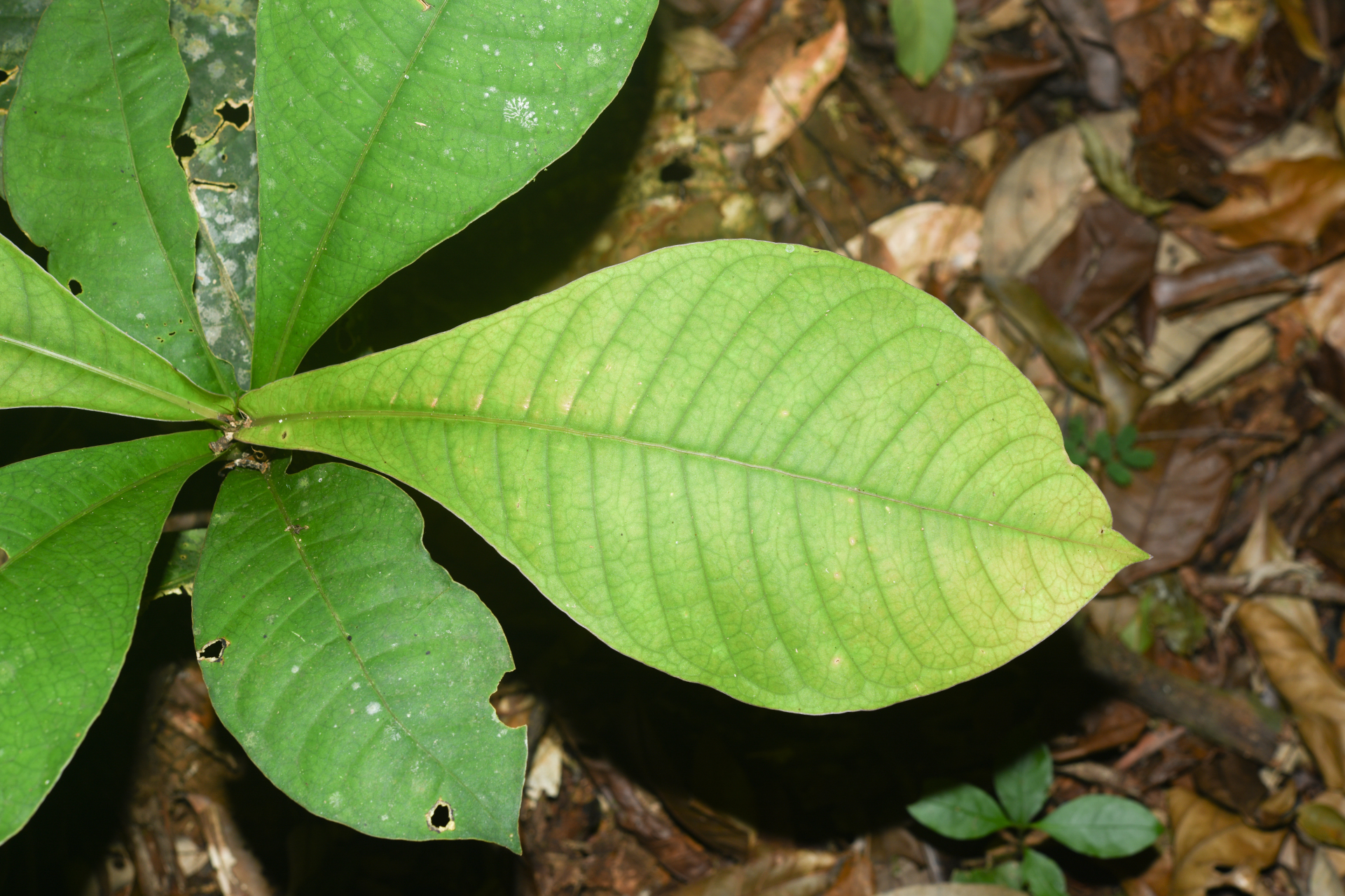 Faramea tinguana Müll.Arg. - Photo Bivouac Naturaliste