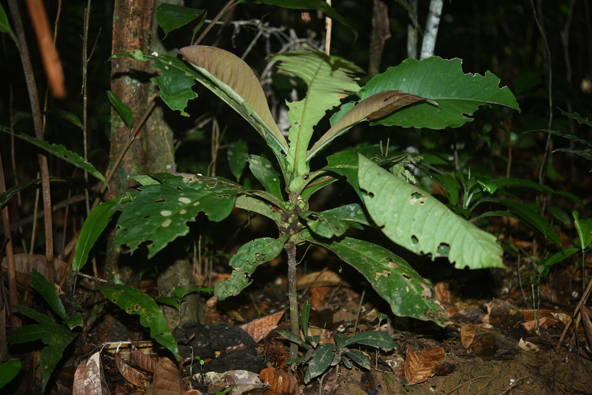 Faramea tinguana Müll.Arg. - Photo Bivouac Naturaliste