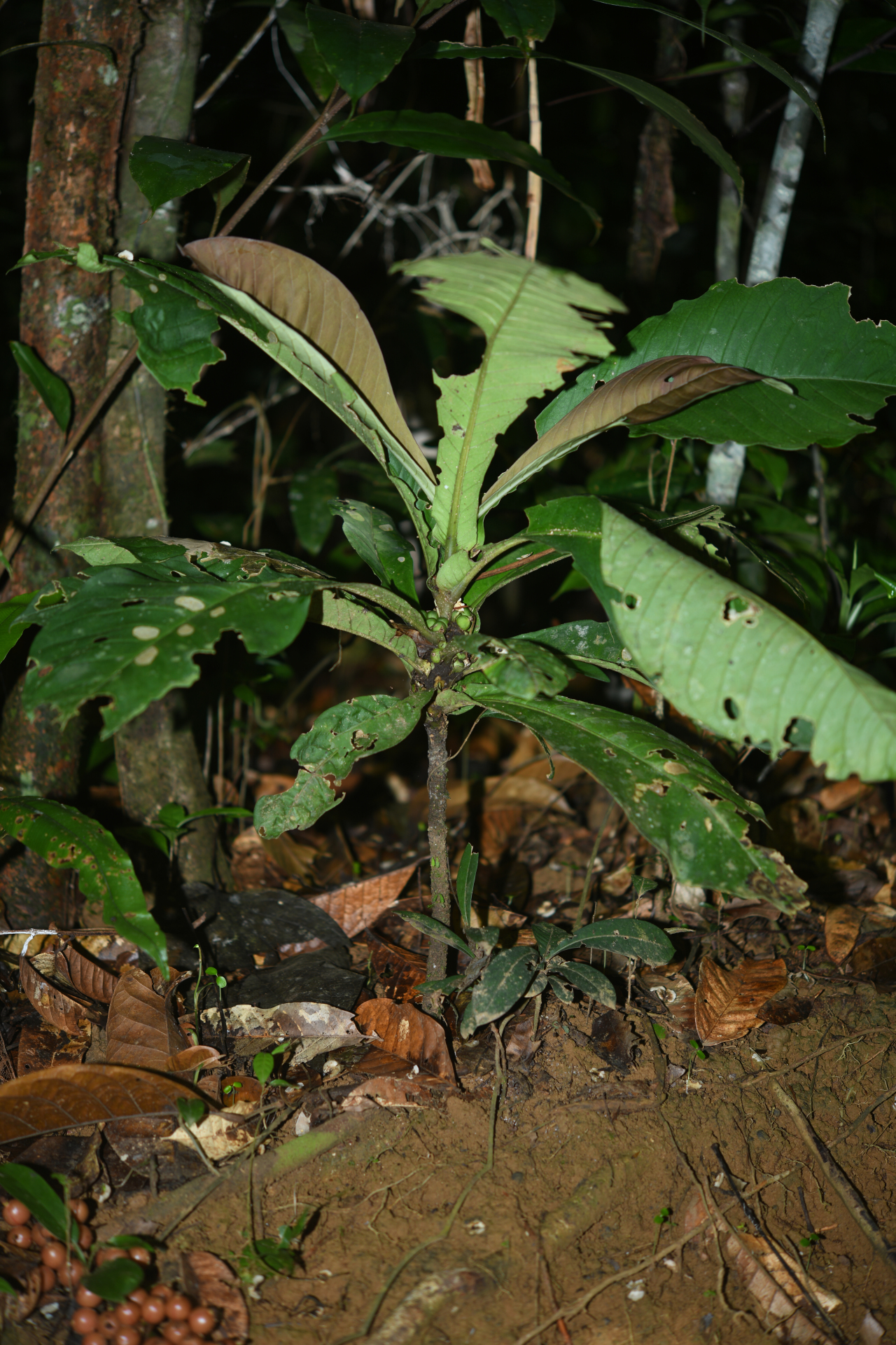 Faramea tinguana Müll.Arg. - Photo Bivouac Naturaliste