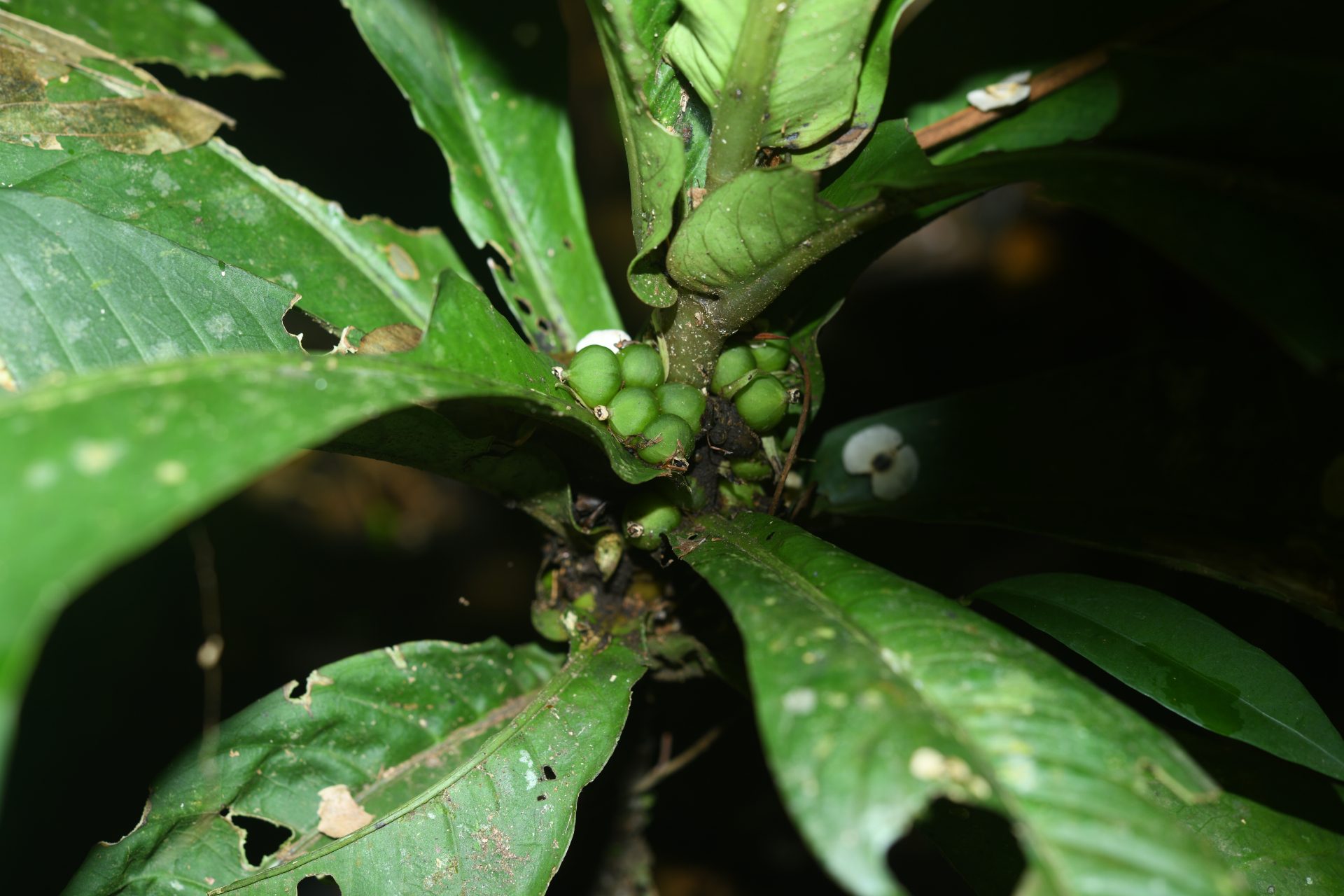 Faramea tinguana Müll.Arg. - Photo Bivouac Naturaliste
