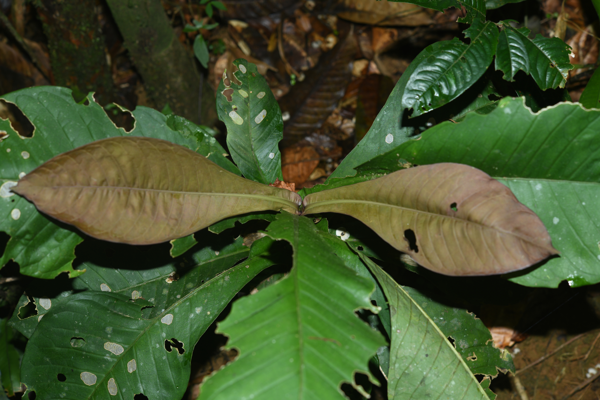 Faramea tinguana Müll.Arg. - Photo Bivouac Naturaliste