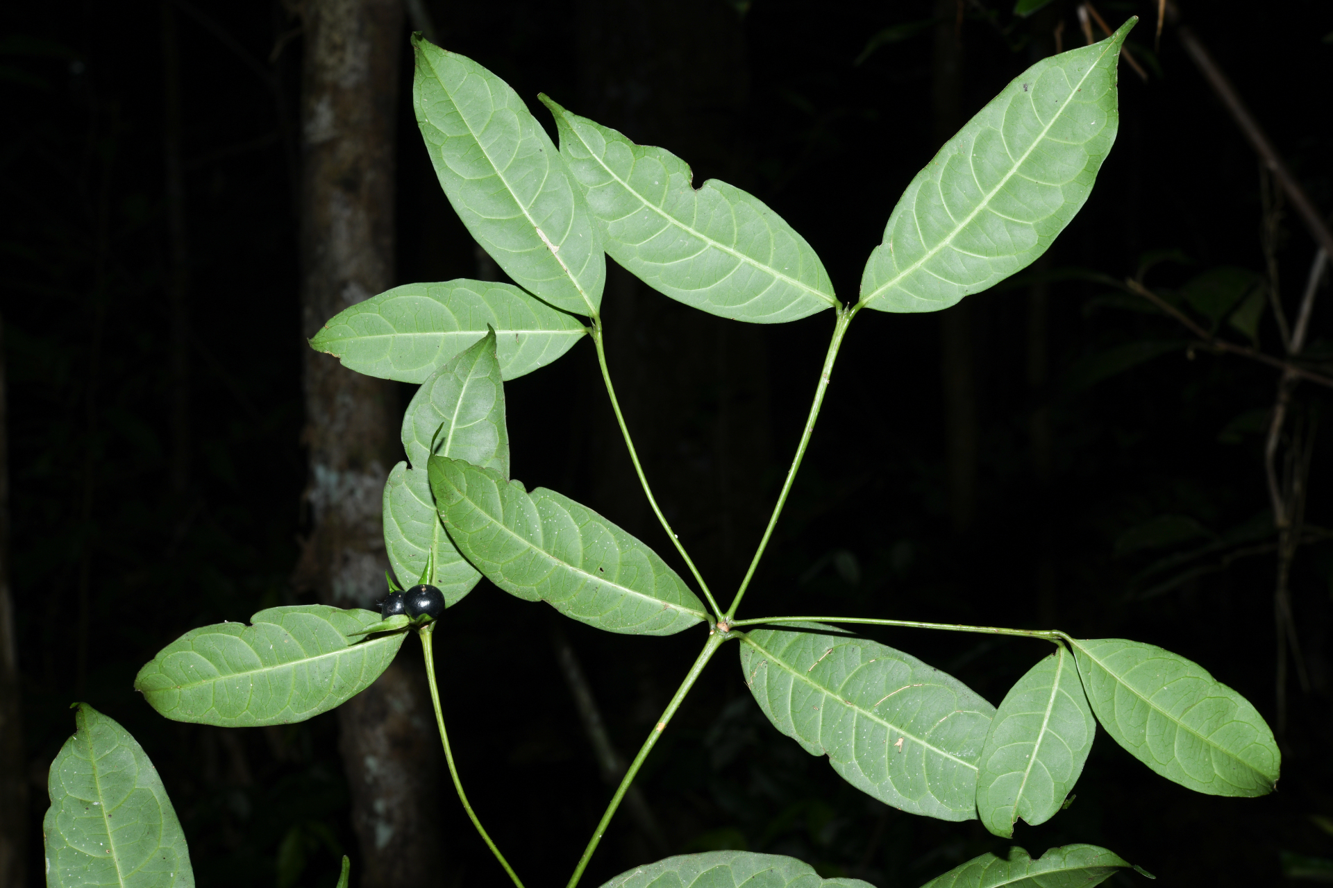 Faramea sessiliflora Aubl. - Photo Bivouac Naturaliste