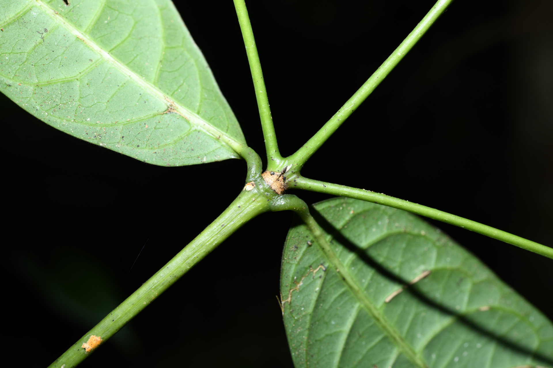 Faramea sessiliflora Aubl. - Photo Bivouac Naturaliste