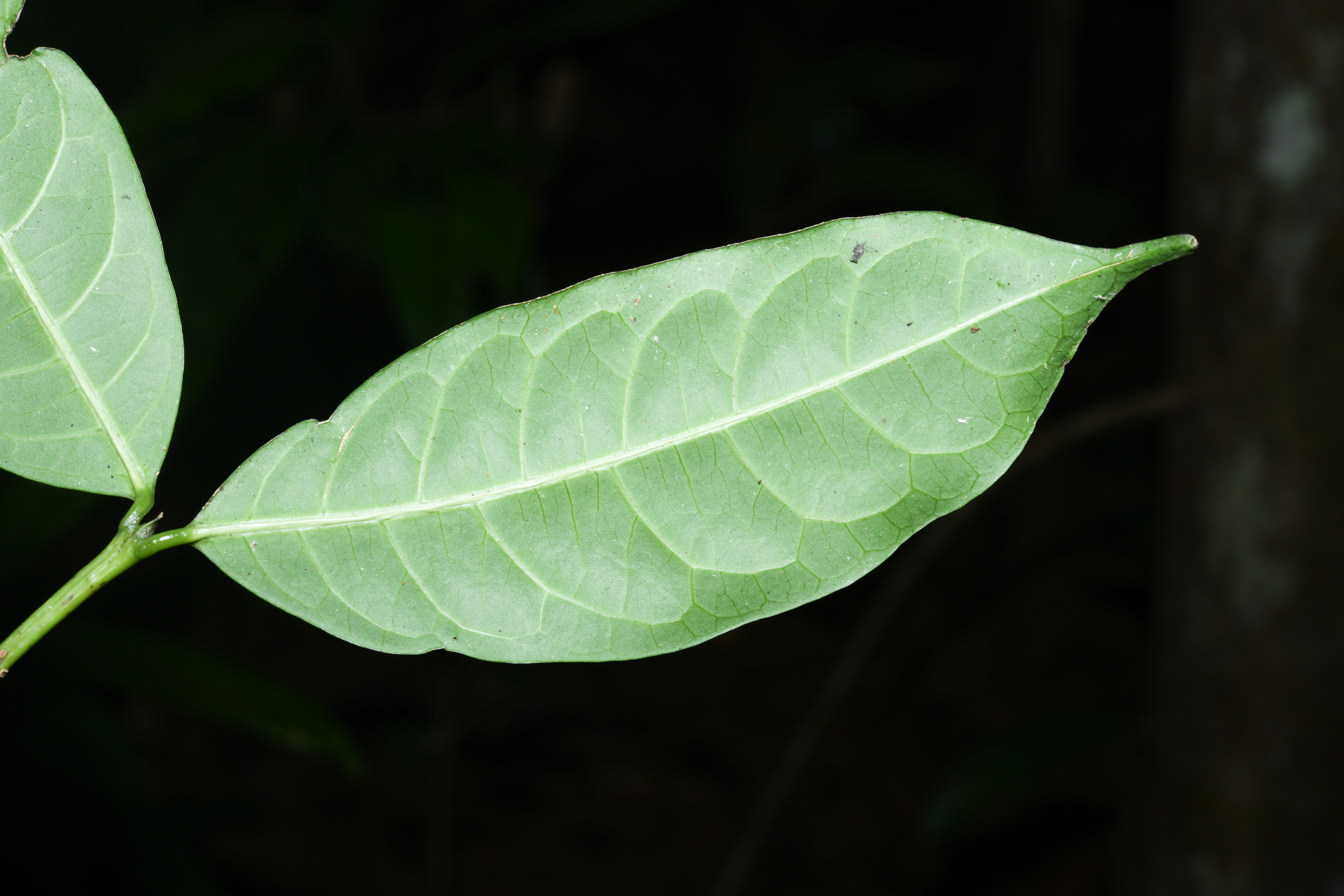 Faramea sessiliflora Aubl. - Photo Bivouac Naturaliste