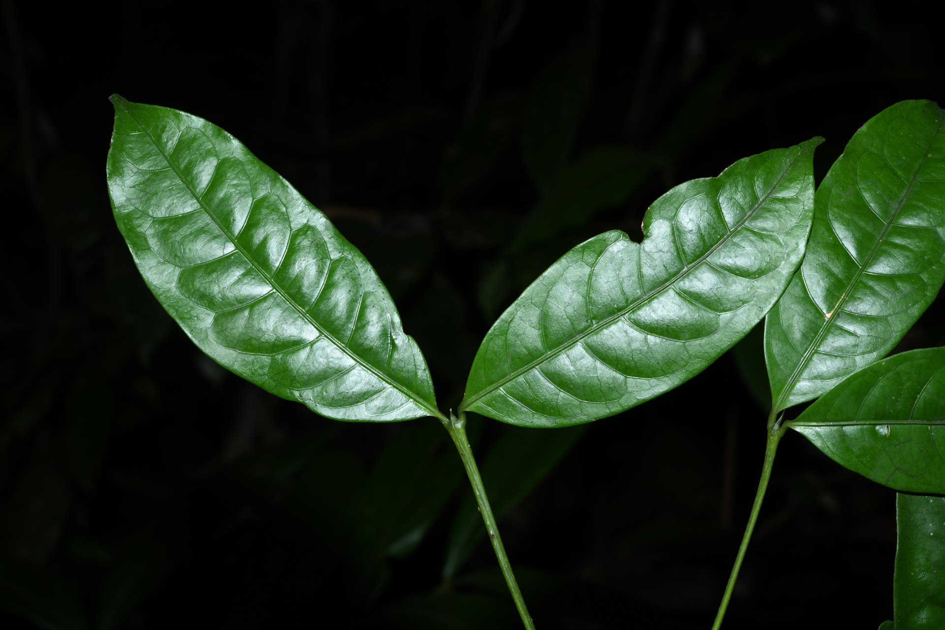 Faramea sessiliflora Aubl. - Photo Bivouac Naturaliste