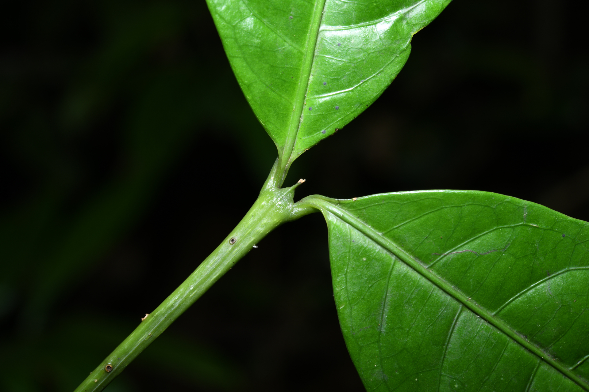 Faramea sessiliflora Aubl. - Photo Bivouac Naturaliste