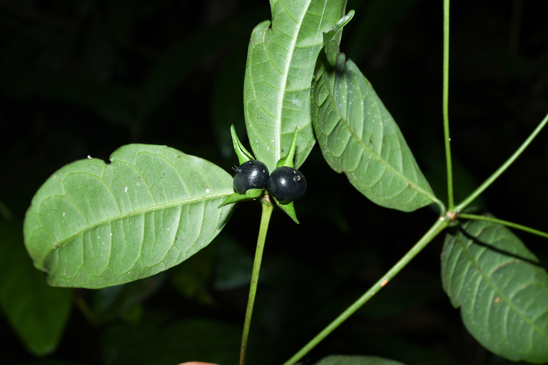 Faramea sessiliflora Aubl. - Photo Bivouac Naturaliste