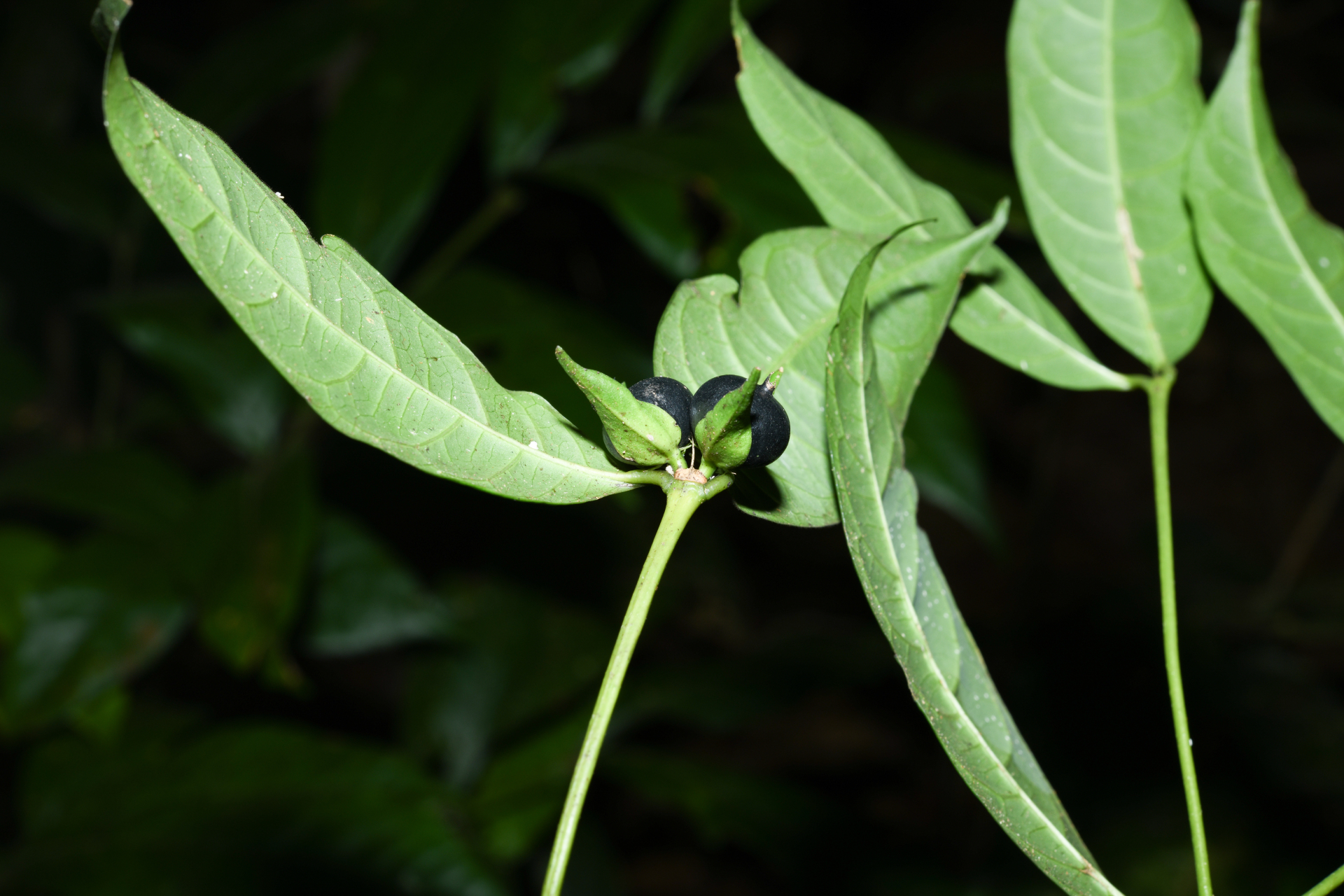 Faramea sessiliflora Aubl. - Photo Bivouac Naturaliste