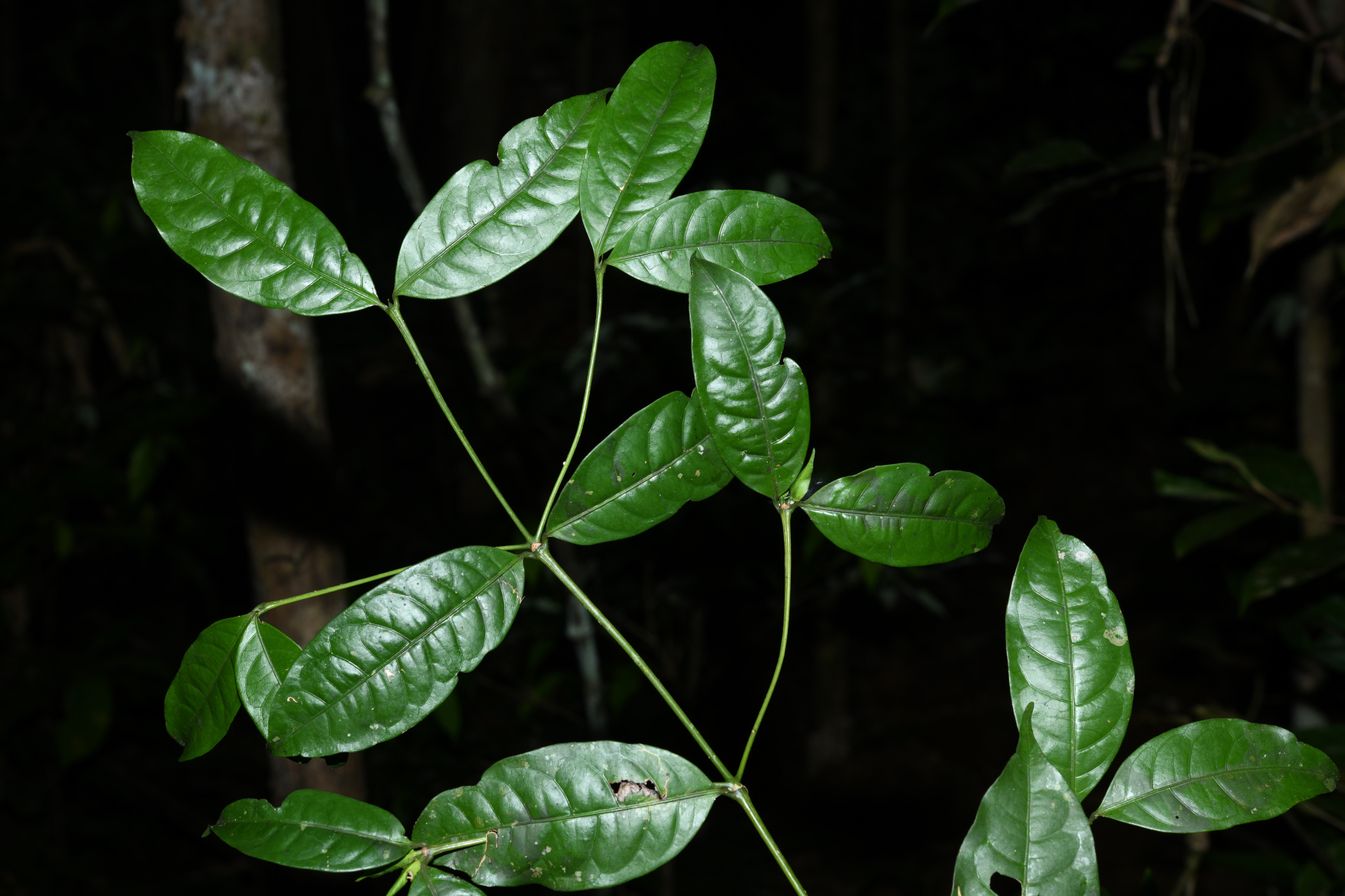 Faramea sessiliflora Aubl. - Photo Bivouac Naturaliste