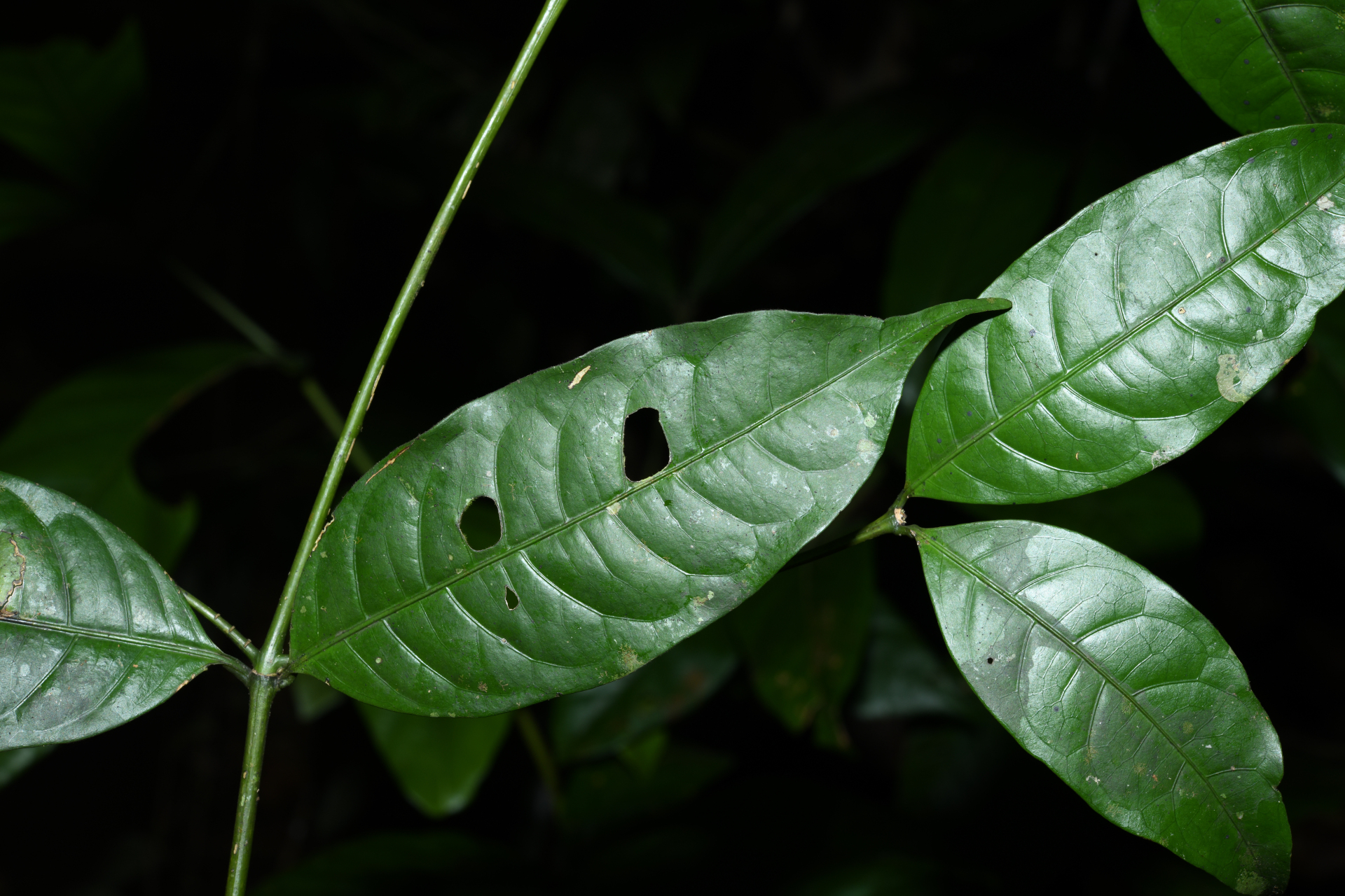 Faramea sessiliflora Aubl. - Photo Bivouac Naturaliste