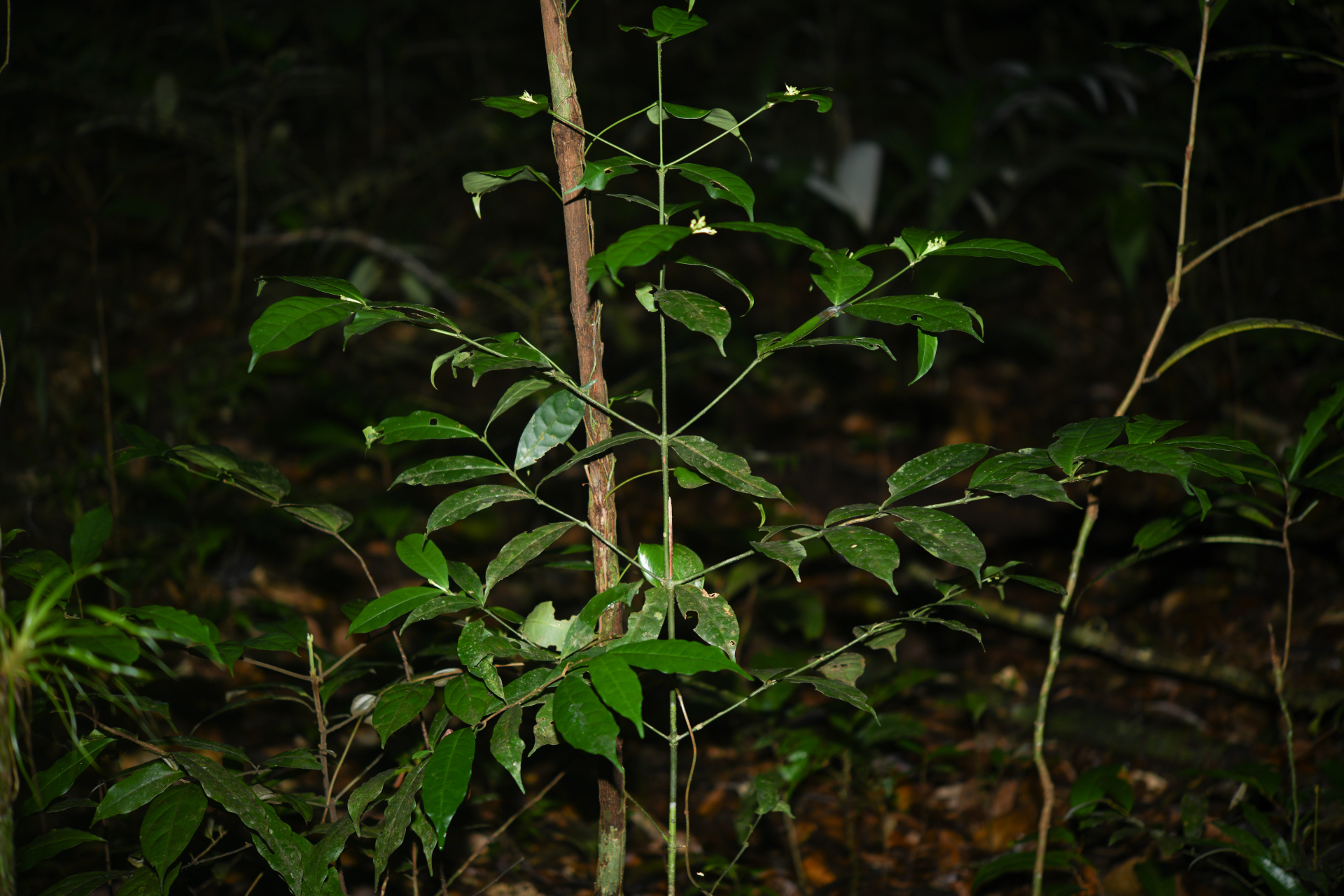 Faramea corymbosa Aubl. - Photo Bivouac Naturaliste