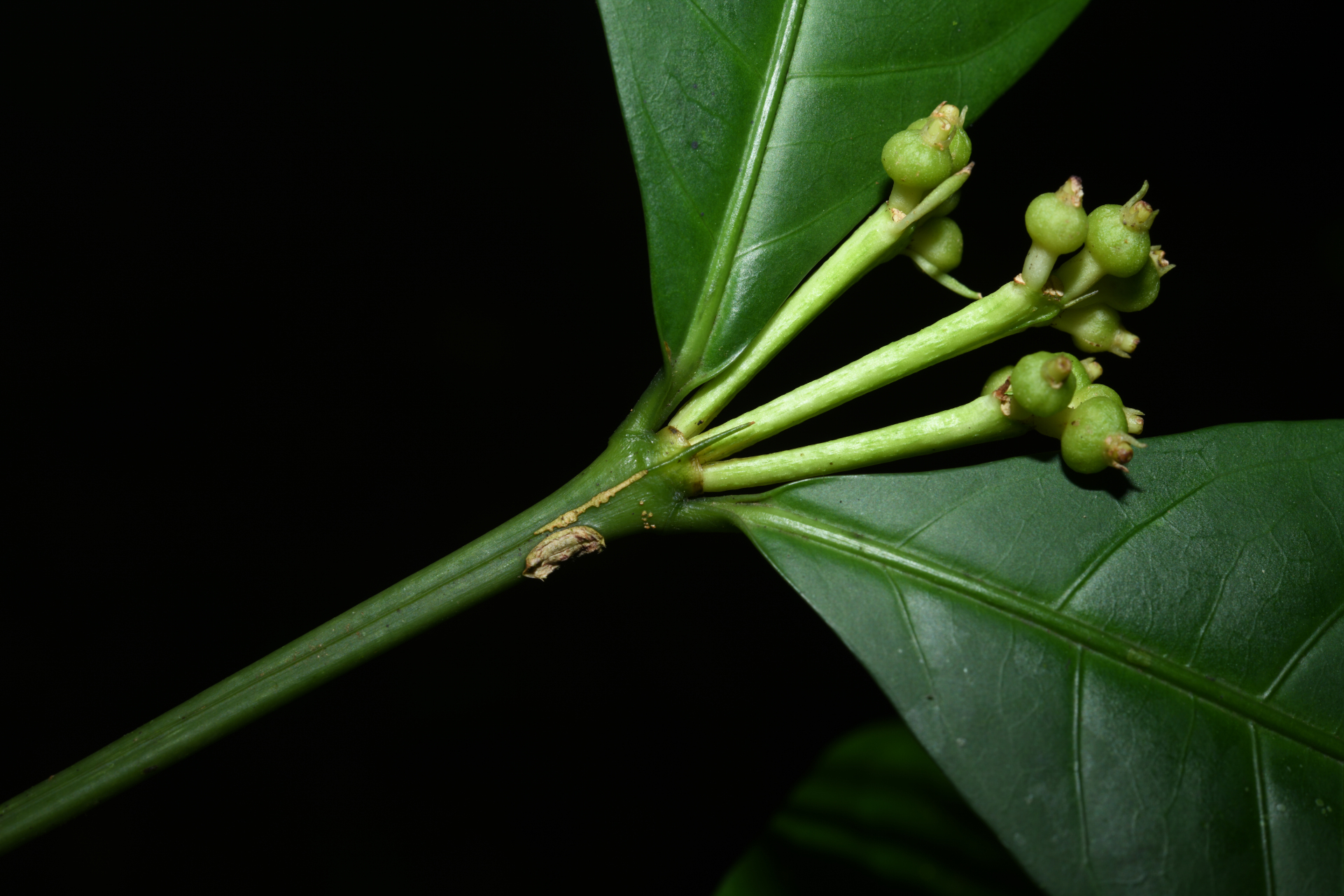 Faramea corymbosa Aubl. - Photo Bivouac Naturaliste