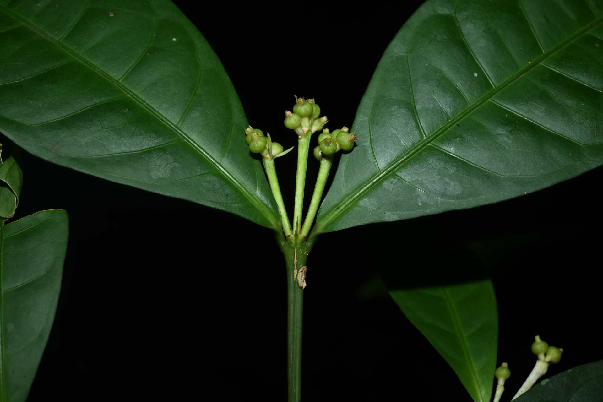 Faramea corymbosa Aubl. - Photo Bivouac Naturaliste