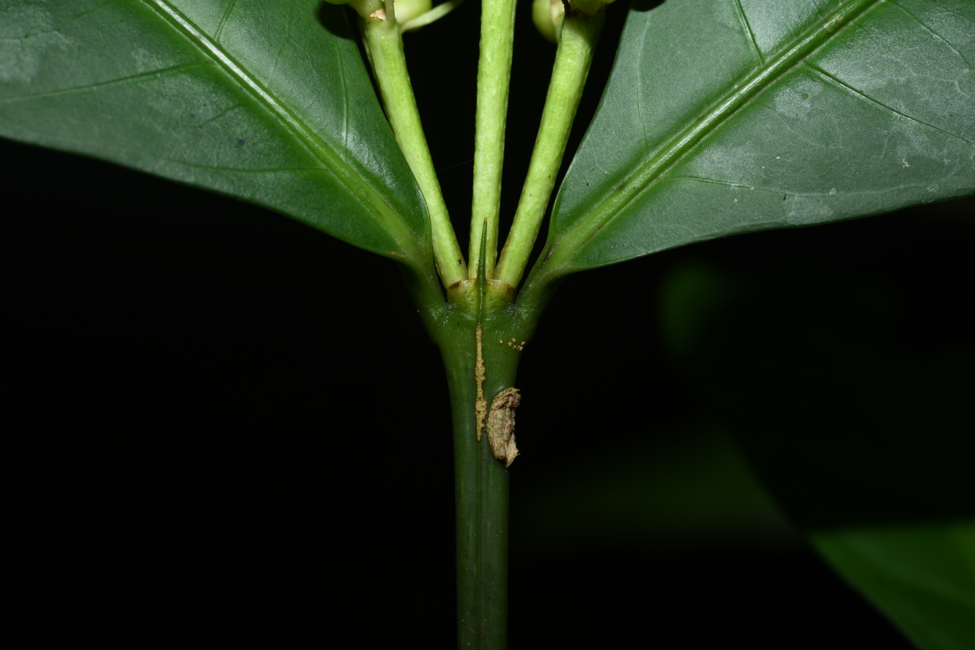 Faramea corymbosa Aubl. - Photo Bivouac Naturaliste