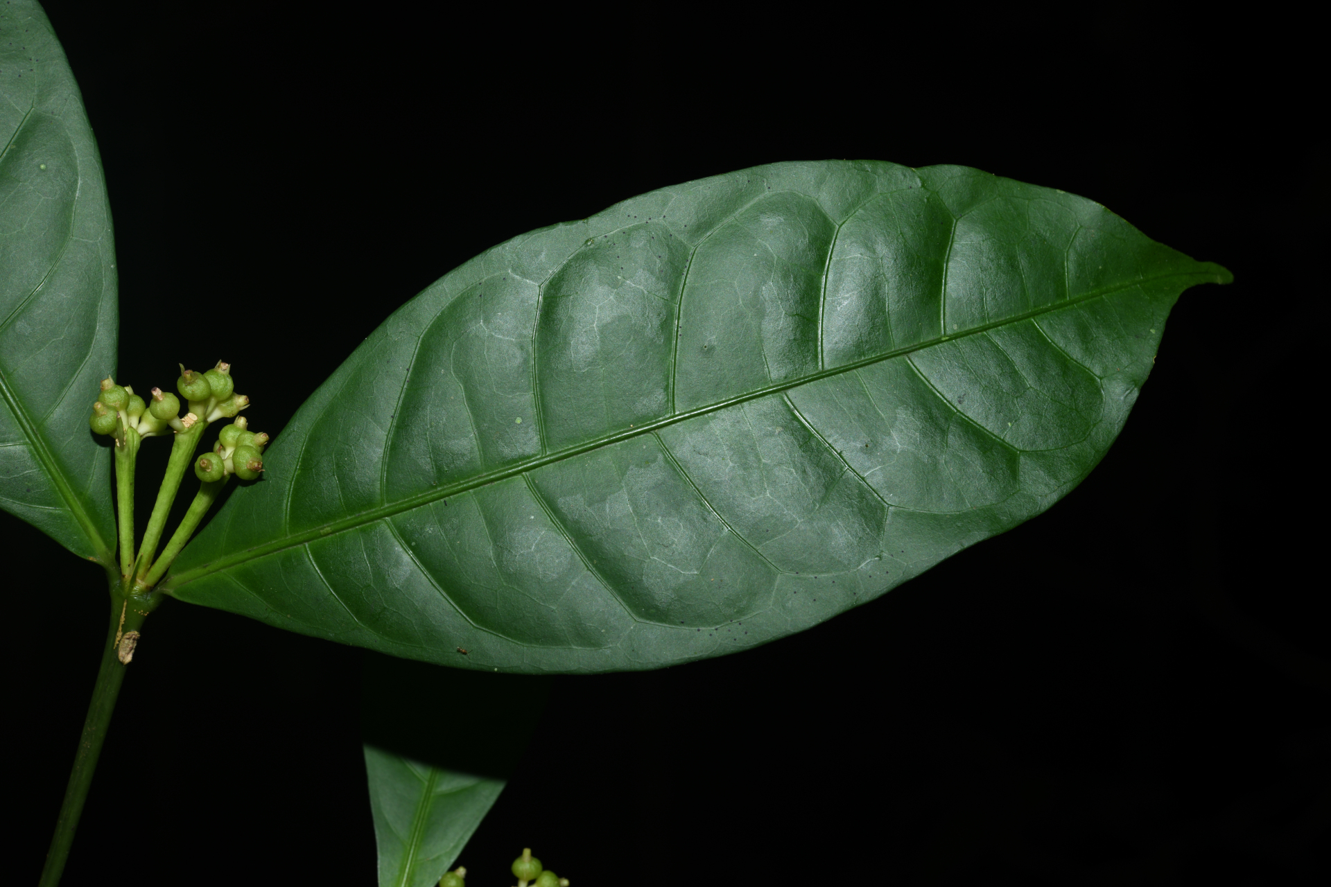 Faramea corymbosa Aubl. - Photo Bivouac Naturaliste