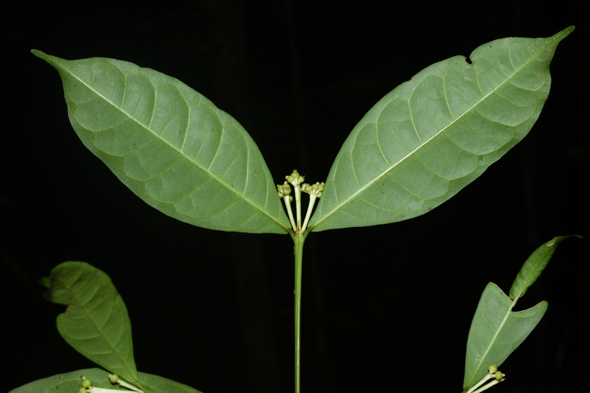 Faramea corymbosa Aubl. - Photo Bivouac Naturaliste