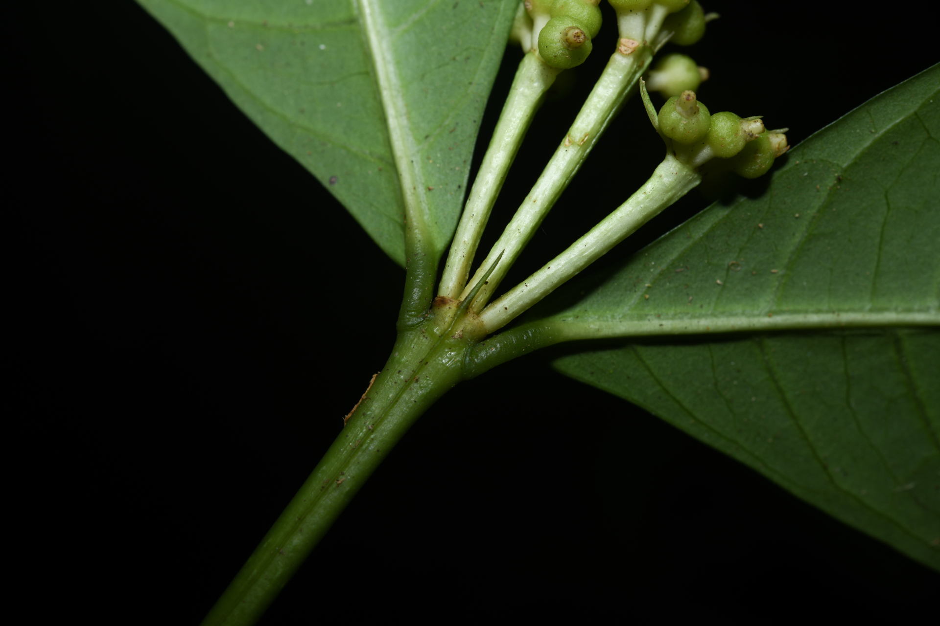 Faramea corymbosa Aubl. - Photo Bivouac Naturaliste