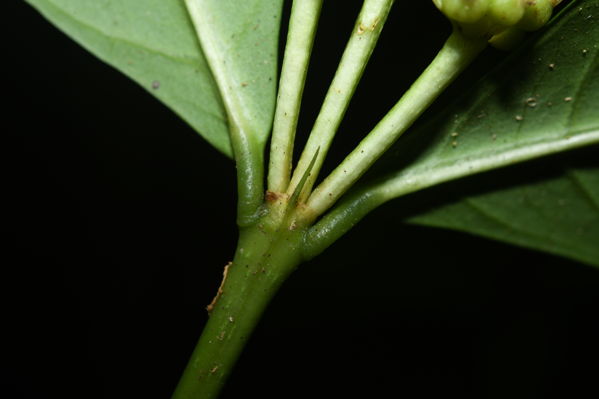 Faramea corymbosa Aubl. - Photo Bivouac Naturaliste