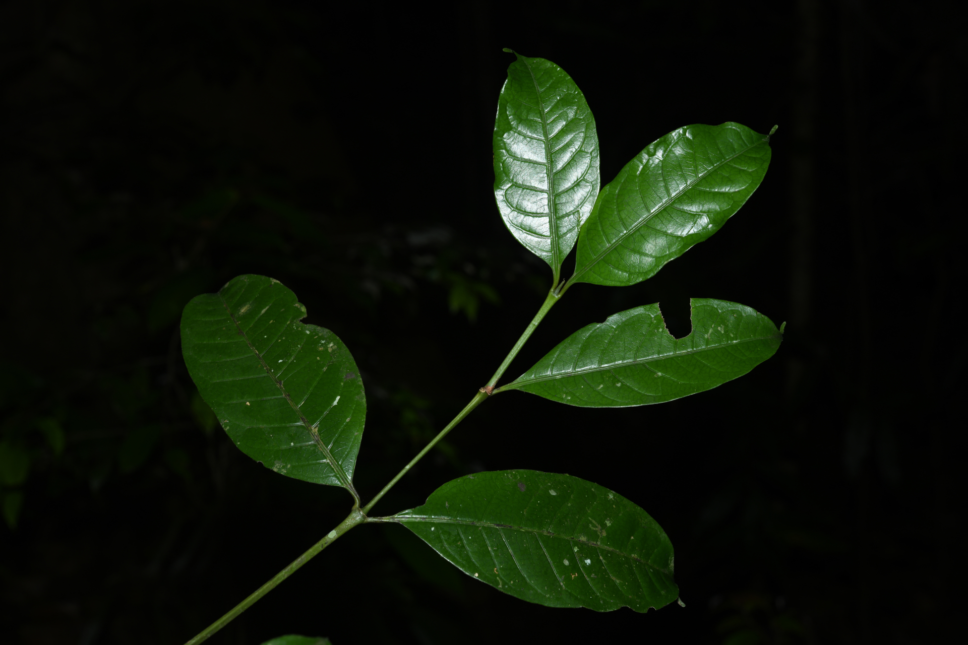 Faramea pedunculata (Bremek.) Delprete - Photo Bivouac Naturaliste