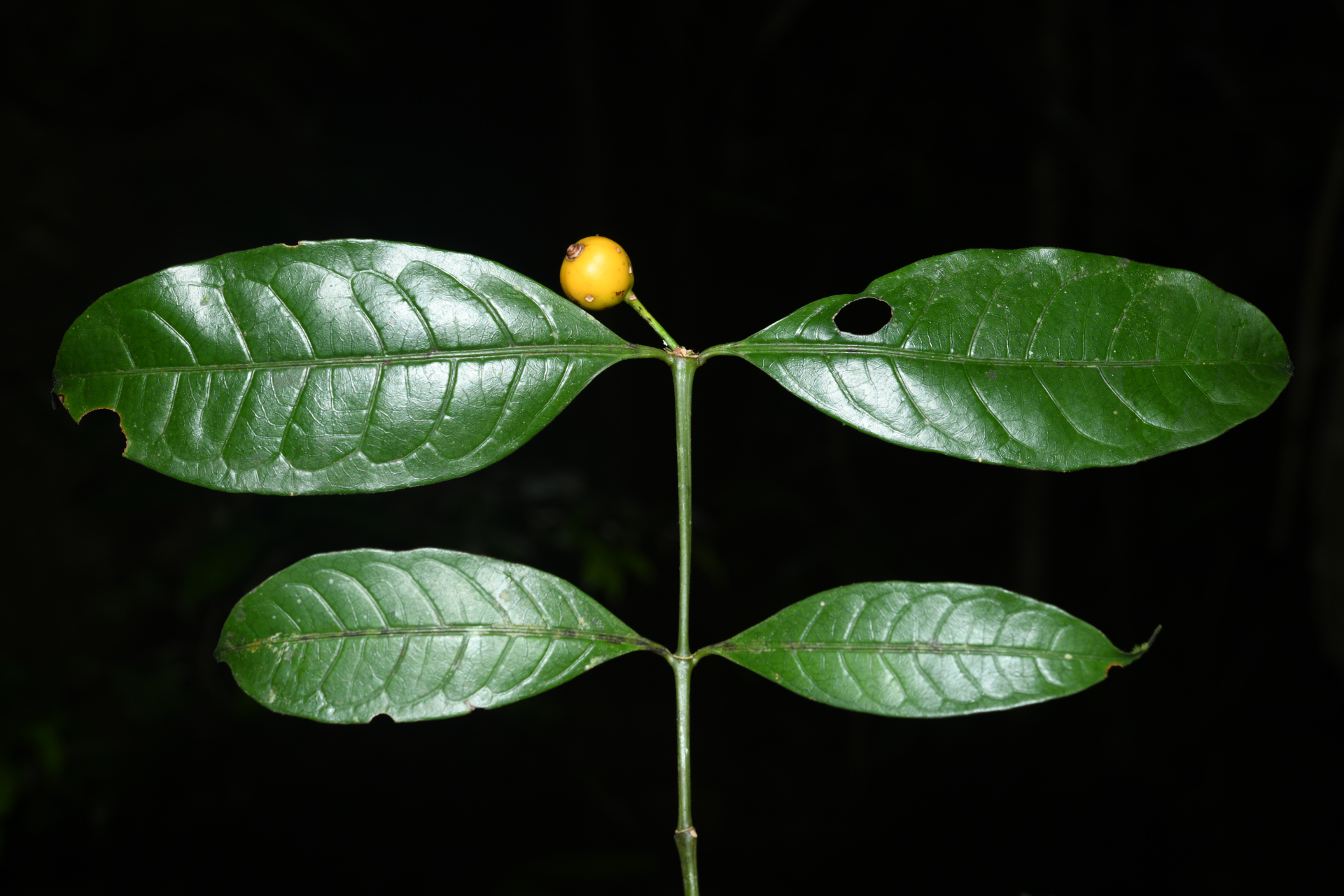 Faramea pedunculata (Bremek.) Delprete - Photo Bivouac Naturaliste
