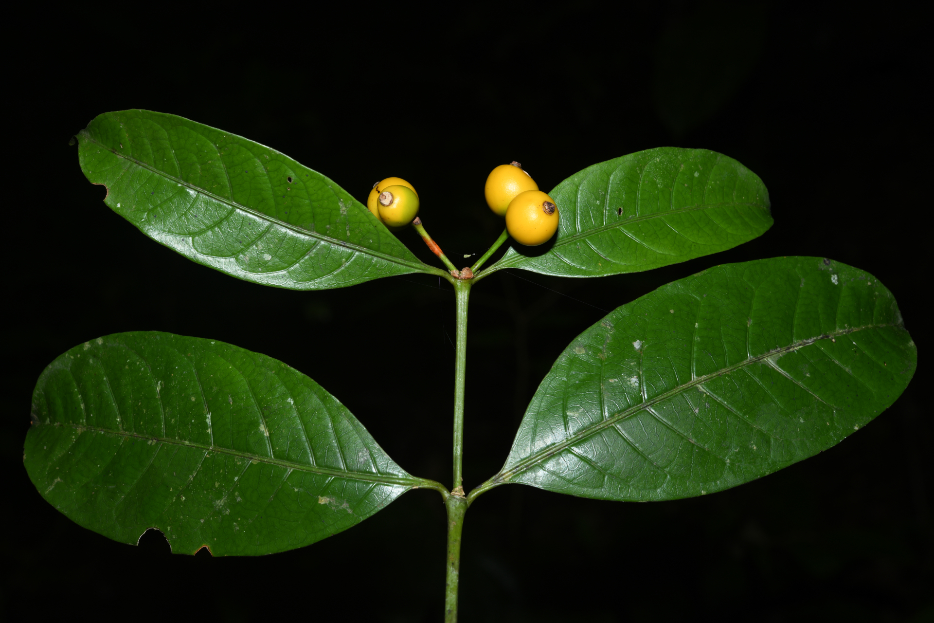Faramea pedunculata (Bremek.) Delprete - Photo Bivouac Naturaliste