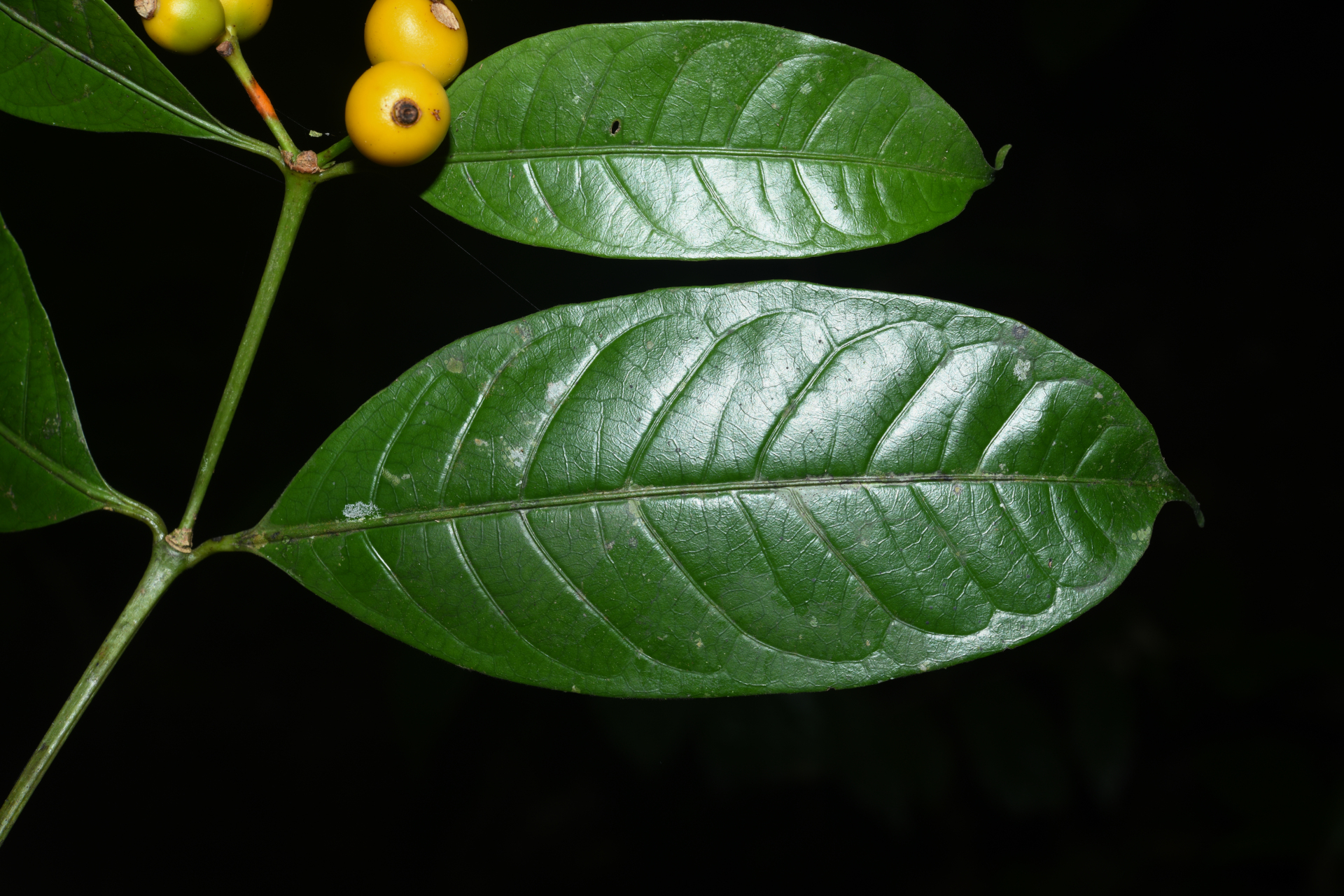Faramea pedunculata (Bremek.) Delprete - Photo Bivouac Naturaliste