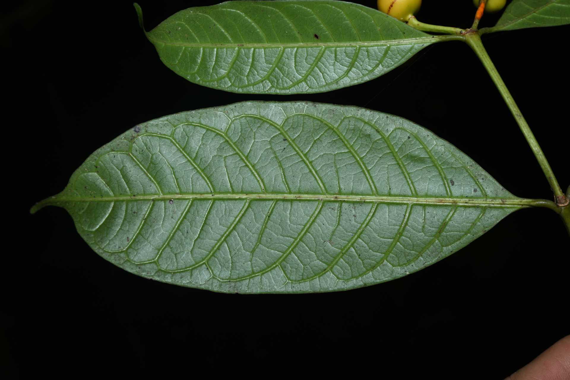 Faramea pedunculata (Bremek.) Delprete - Photo Bivouac Naturaliste