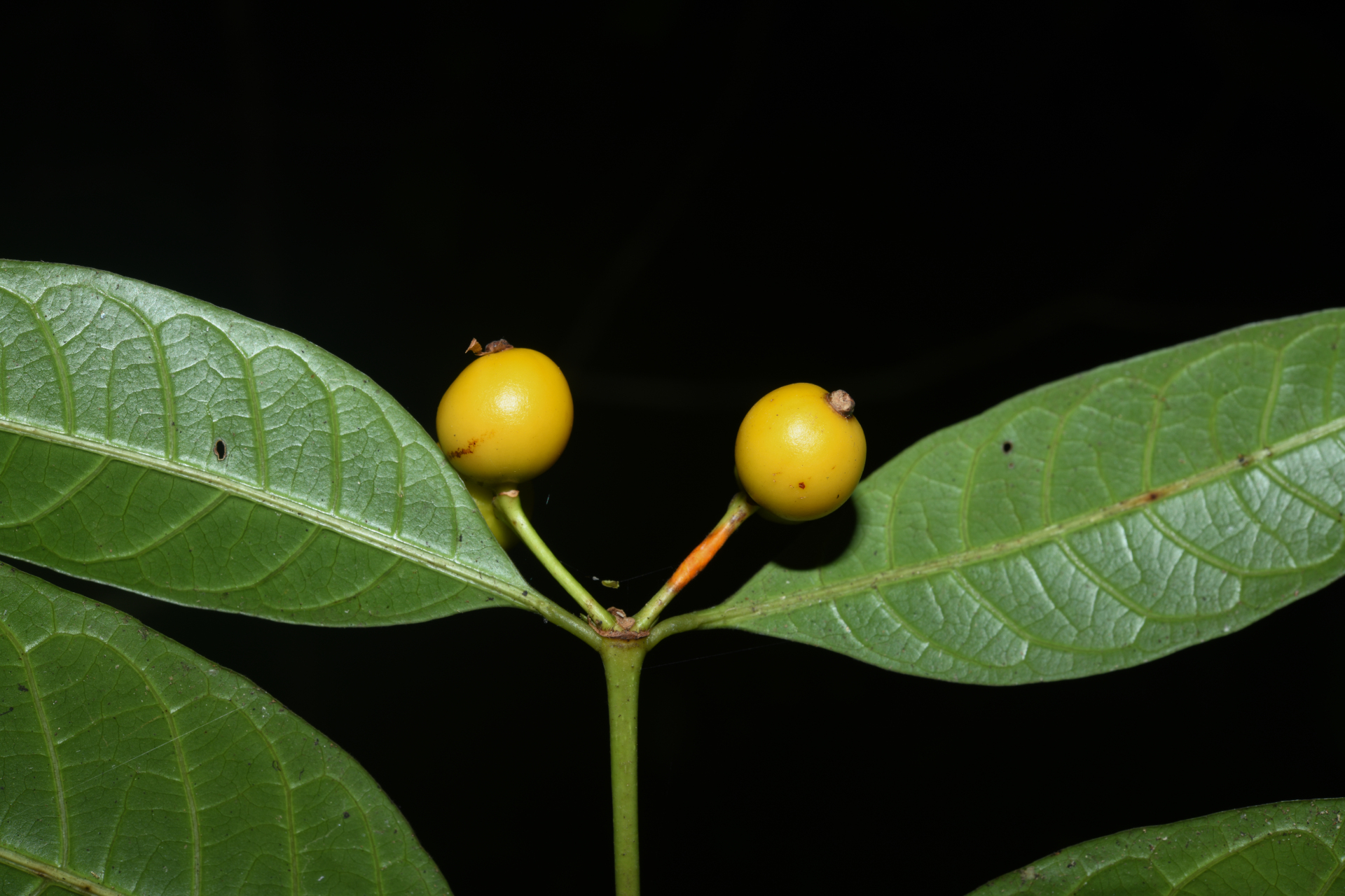 Faramea pedunculata (Bremek.) Delprete - Photo Bivouac Naturaliste
