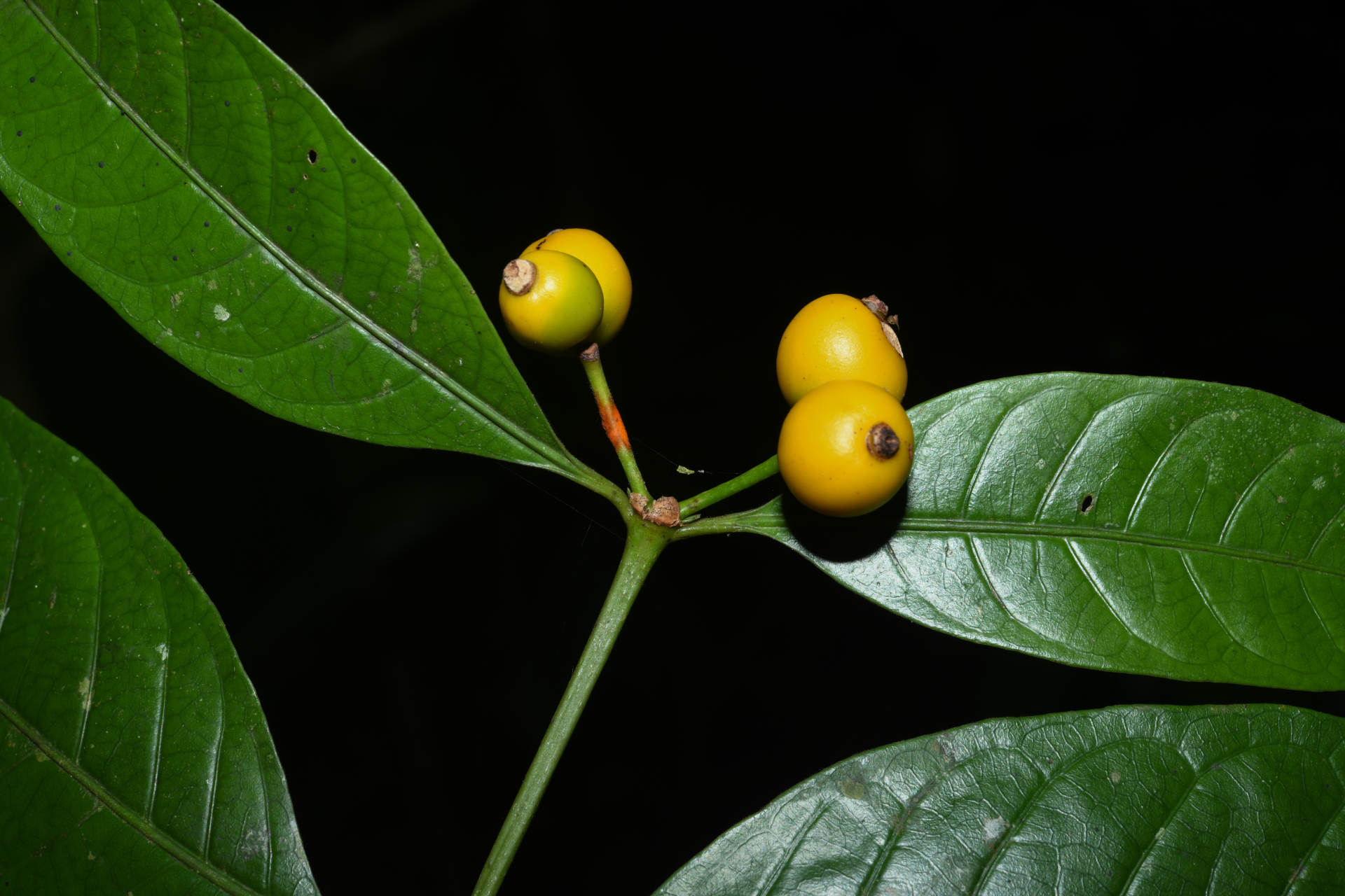 Faramea pedunculata (Bremek.) Delprete - Photo Bivouac Naturaliste