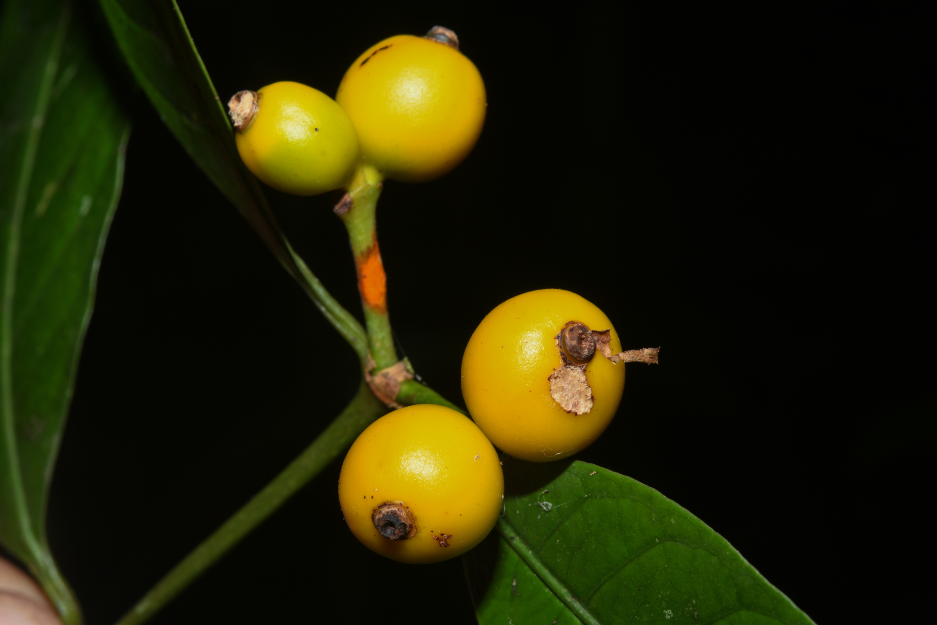 Faramea pedunculata (Bremek.) Delprete - Photo Bivouac Naturaliste