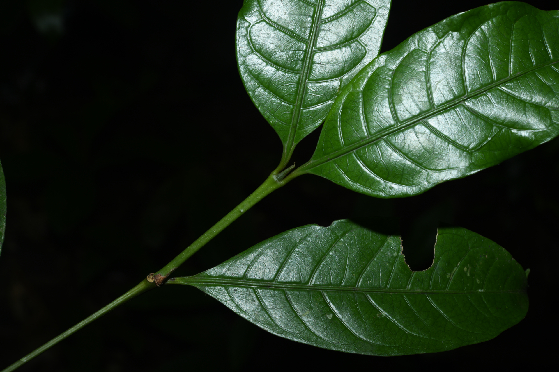 Faramea pedunculata (Bremek.) Delprete - Photo Bivouac Naturaliste