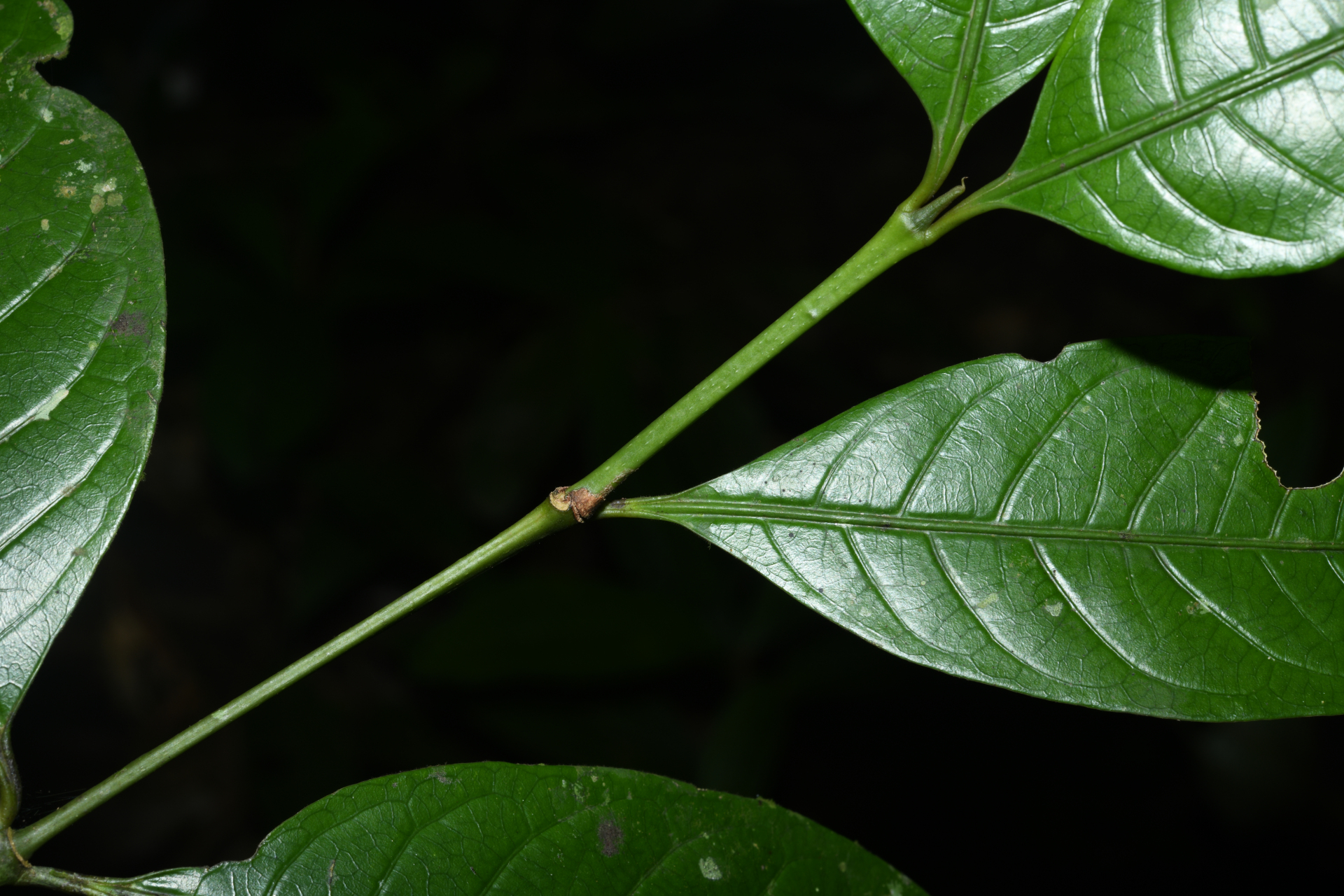 Faramea pedunculata (Bremek.) Delprete - Photo Bivouac Naturaliste