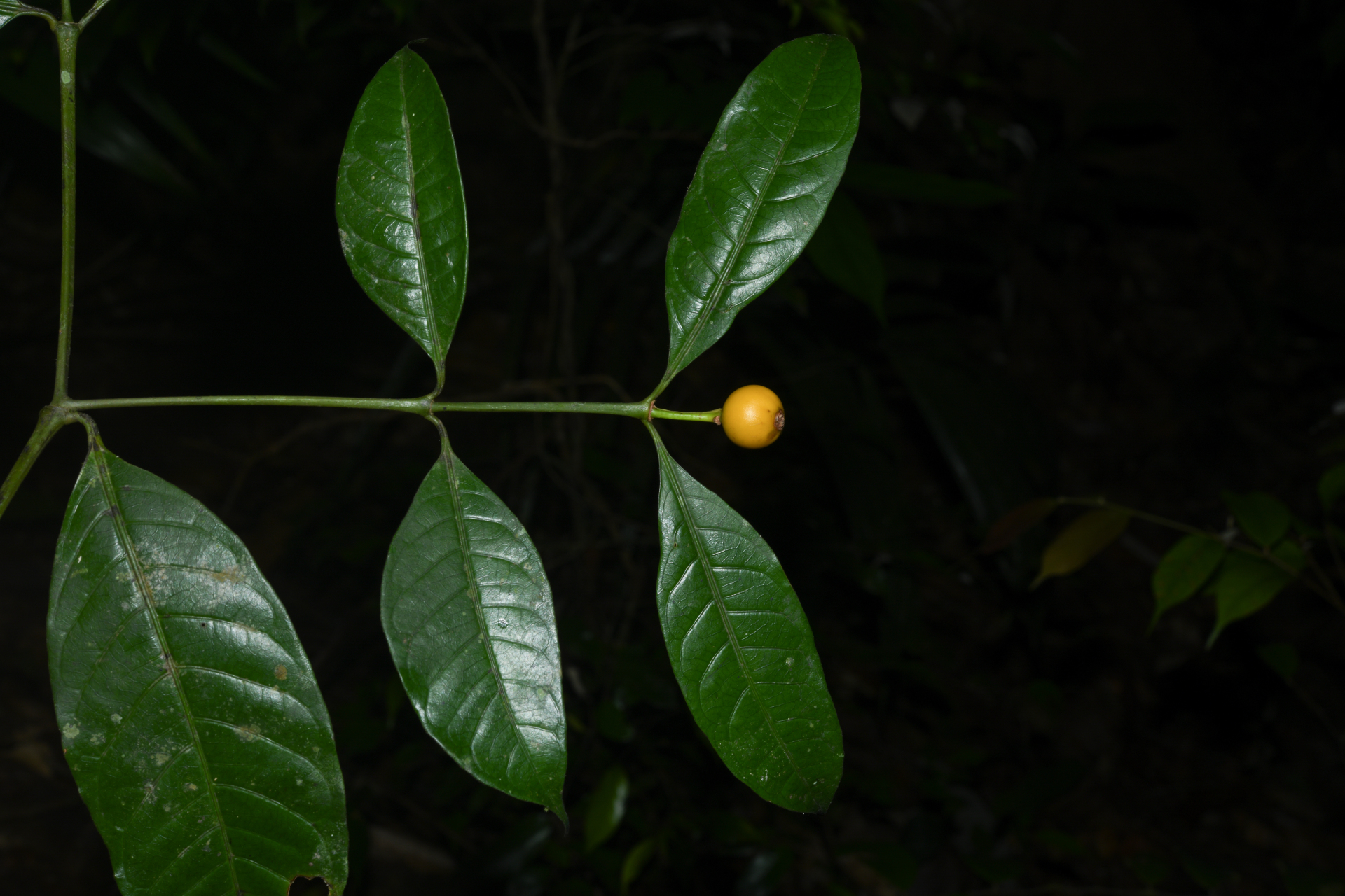 Faramea pedunculata (Bremek.) Delprete - Photo Bivouac Naturaliste