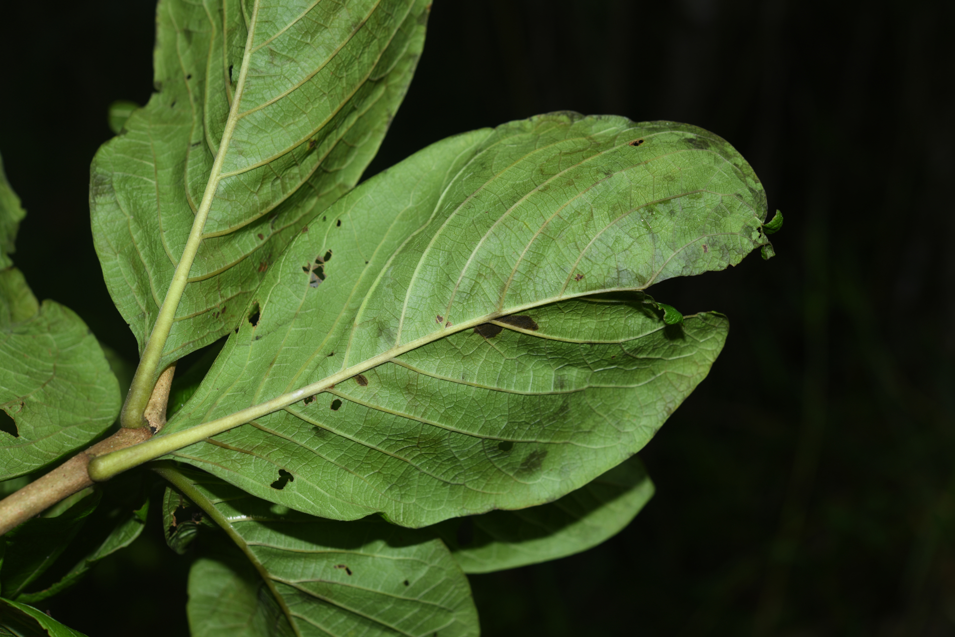 Tocoyena formosa (Cham. & Schltdl.) K.Schum. - Photo Bivouac Naturaliste